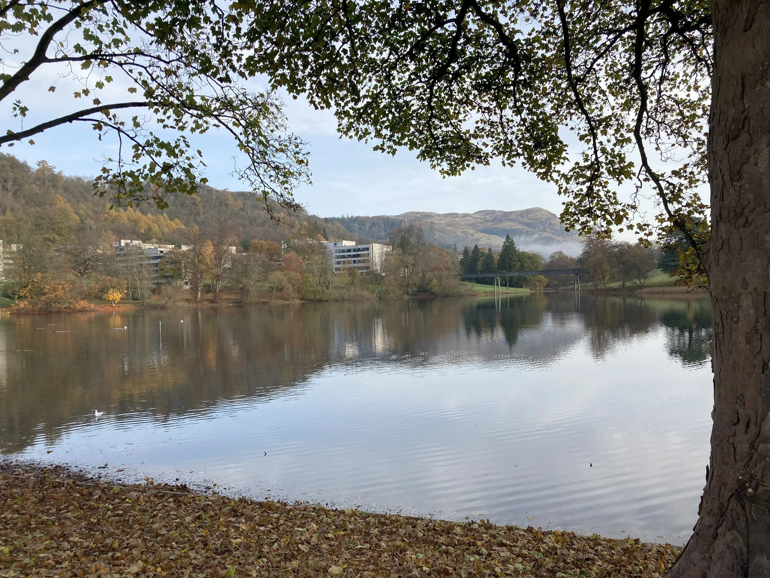 Stirling University grounds, November 2024 - Angela Sword