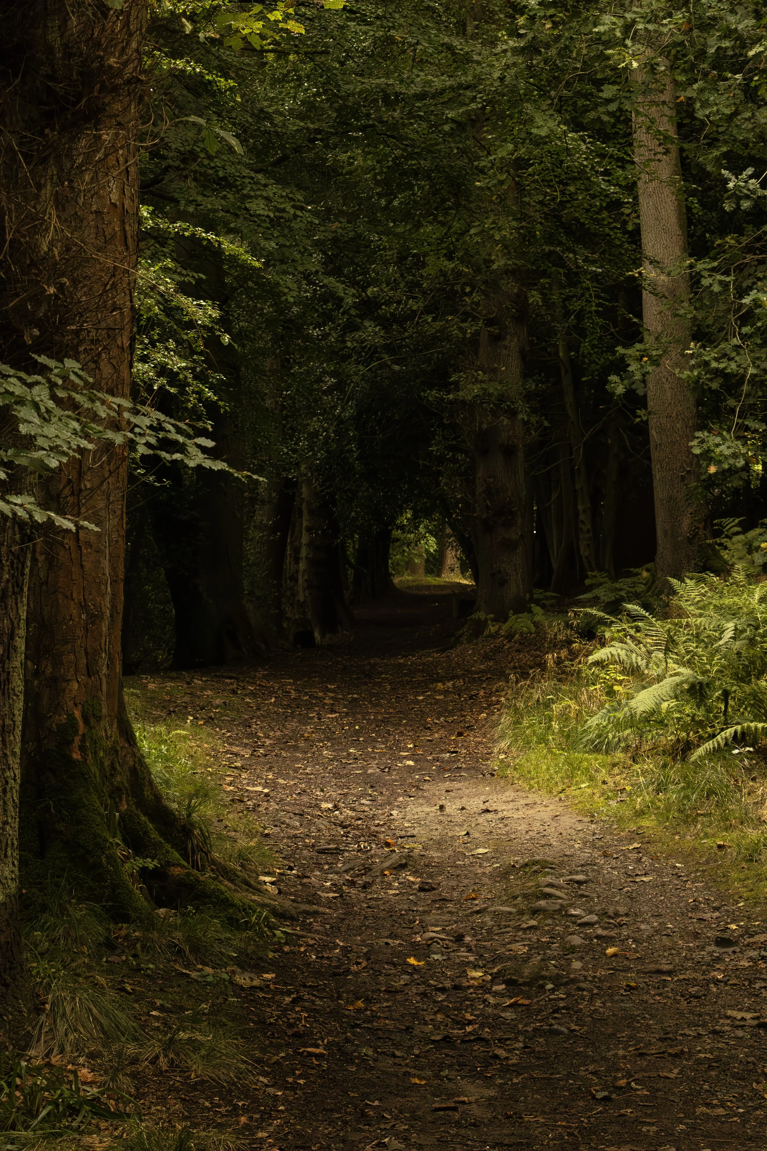 “Forest Trail” - Elizabeth Lothian