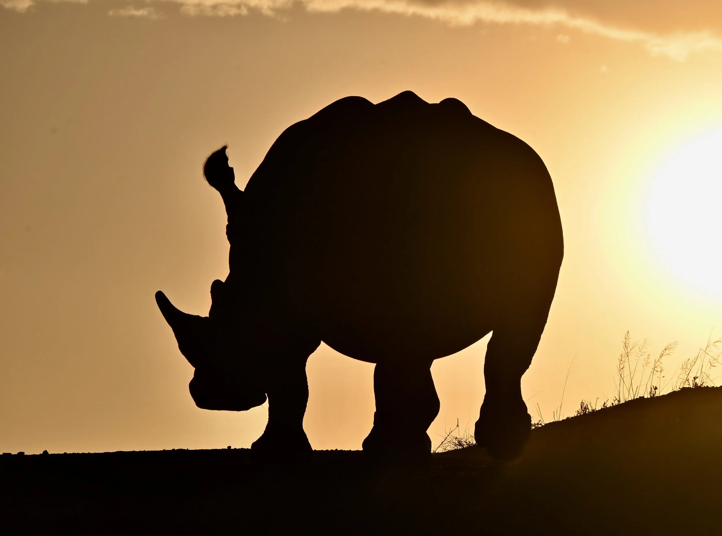 'Journey to Out of Africa' by Ali Evans