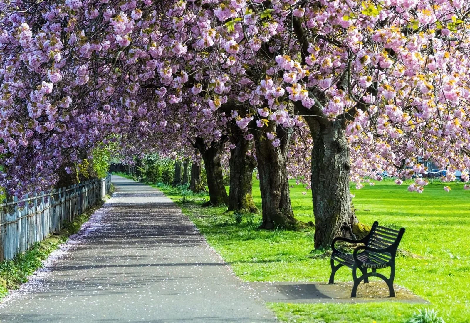 'A Riverside Walk' by Wendy Hamlet