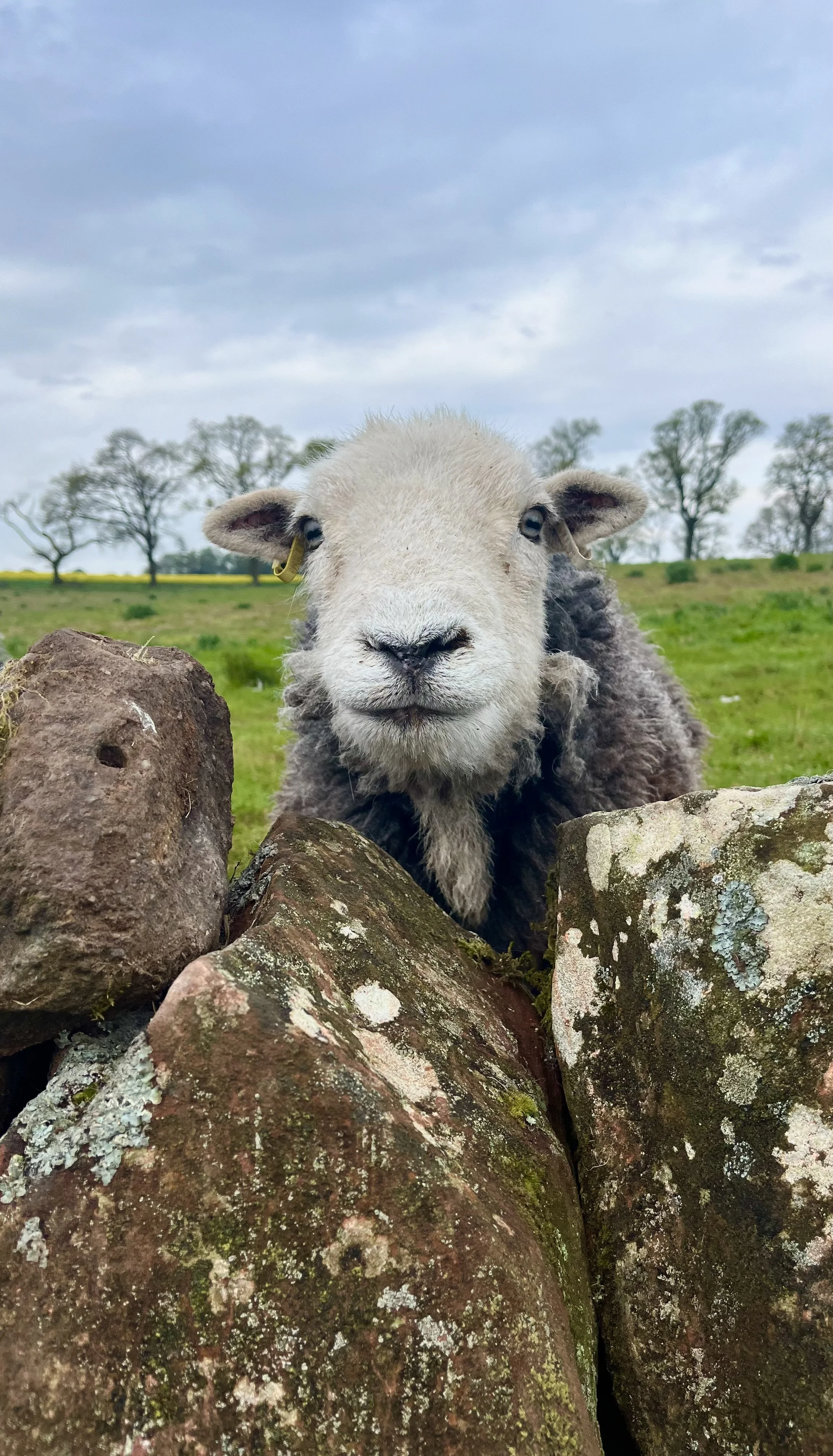 “Beyond Boundaries” - Ali Thom, Arnbeg Farmstay