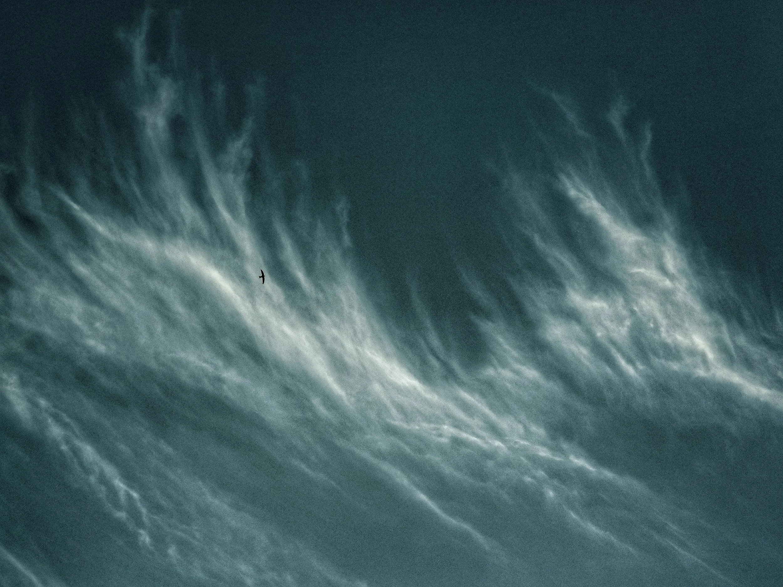 “The thing with feathers” - Alasdair Dawes