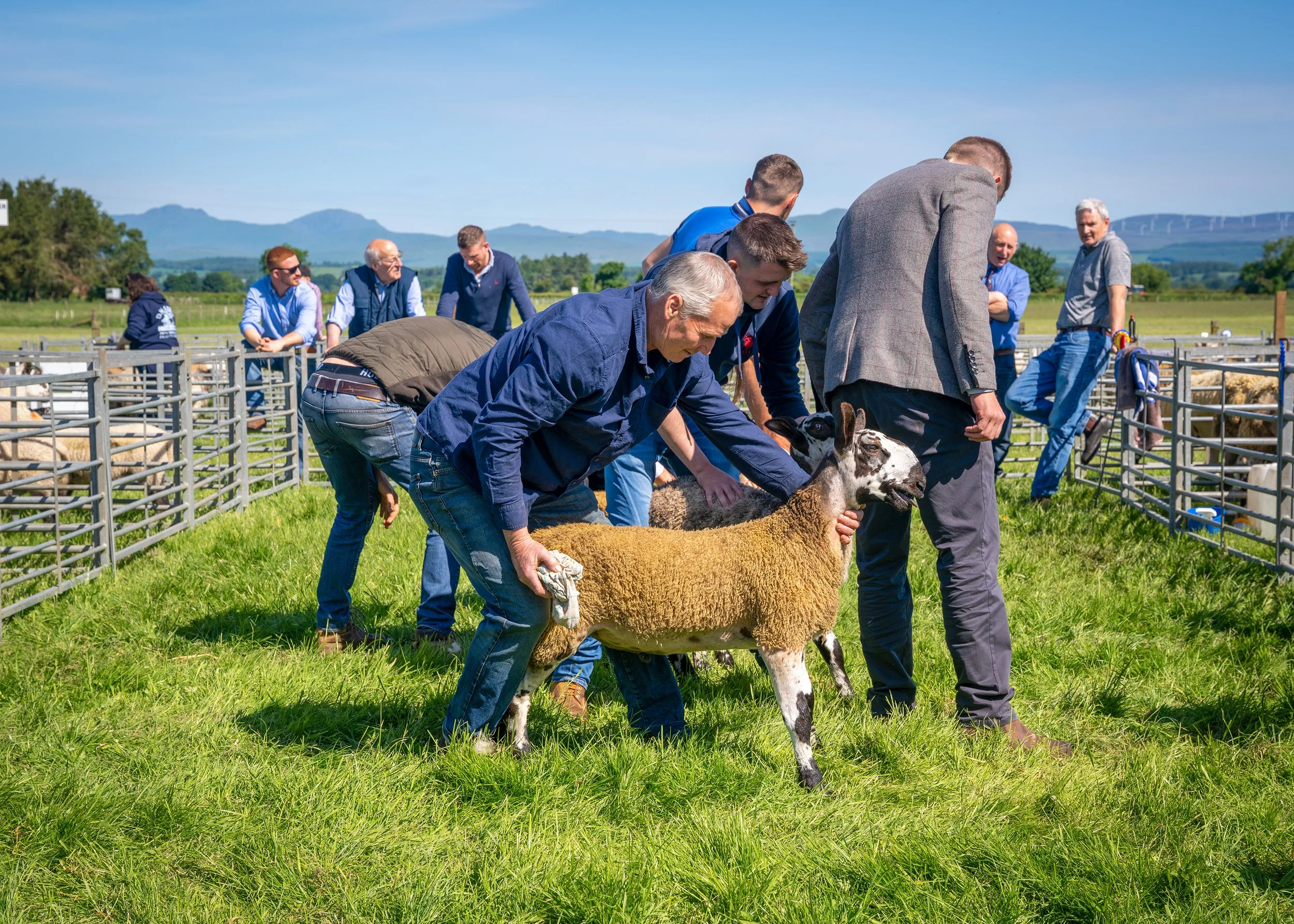Sheep judging - Michael Prince