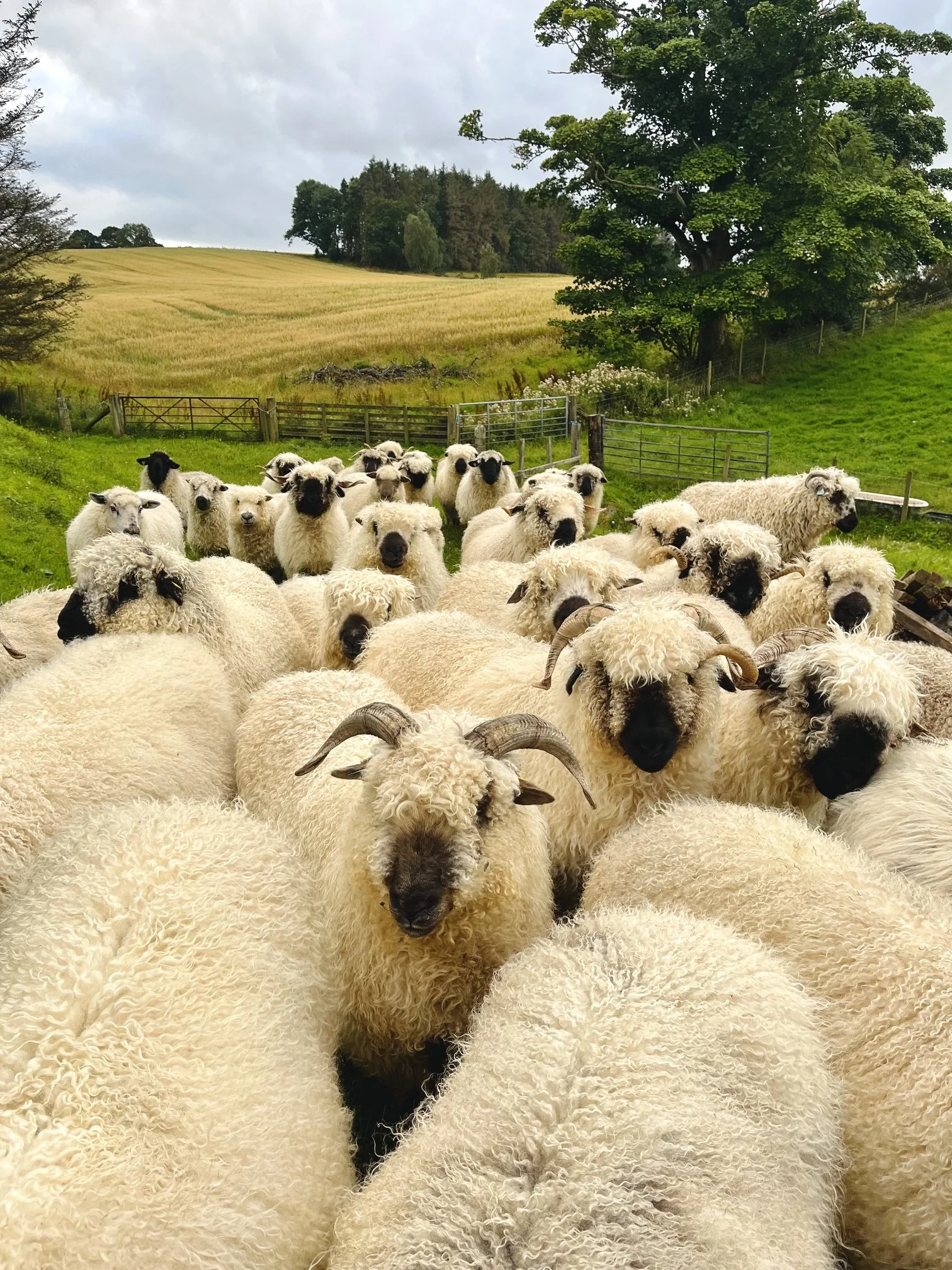 'Follow the Flock' by Arnbeg Farmstay Scotland