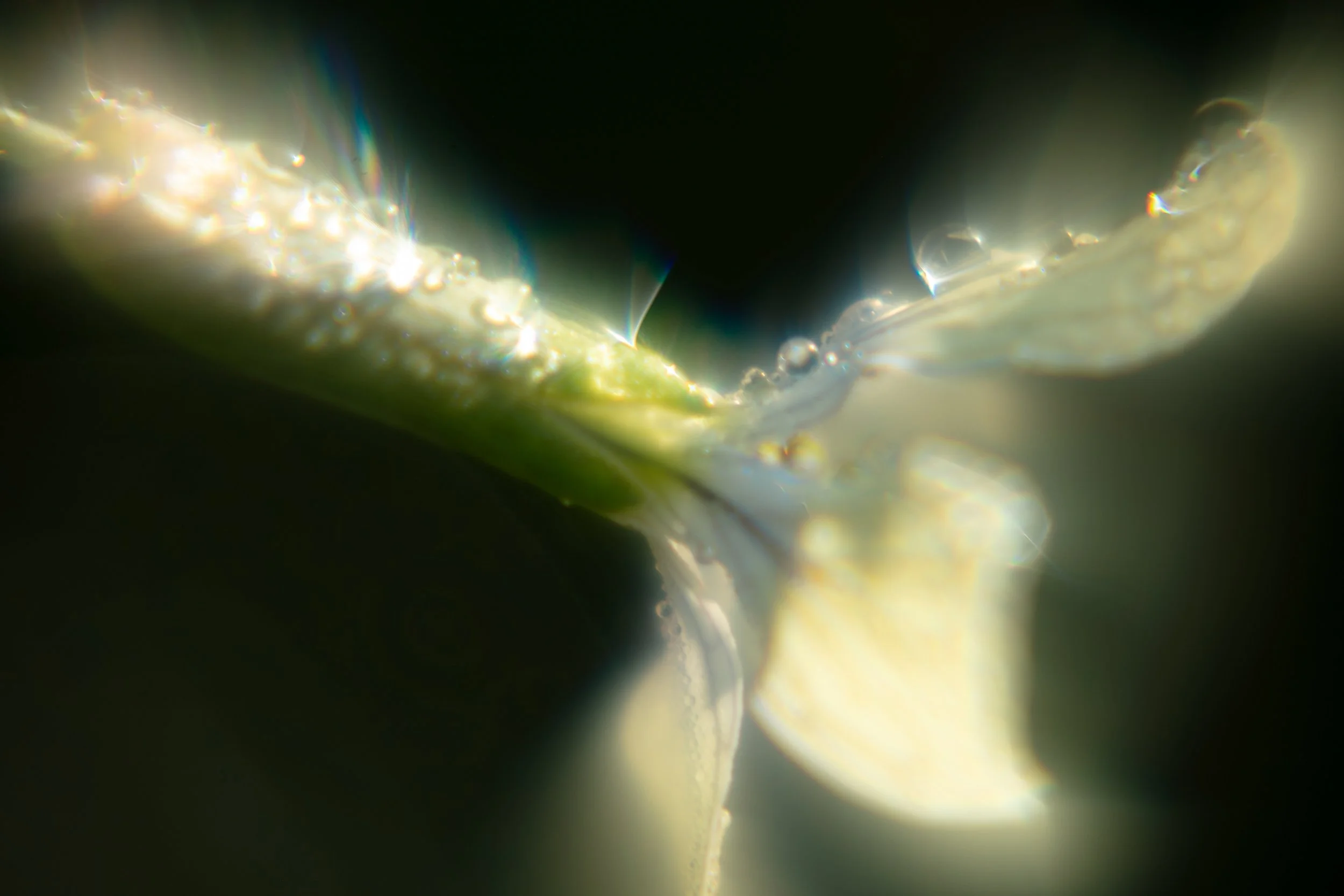 “Emanation” - Camila Verswyvel