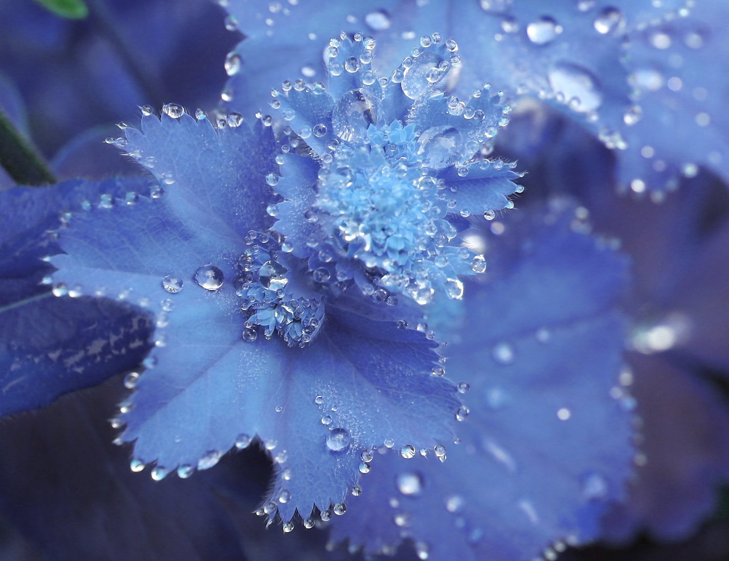 “Alchemilla - Beyond the visible” - Tetiana Matveieva