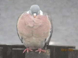 'Body Positivity Pigeon' by Lexi Paterson   