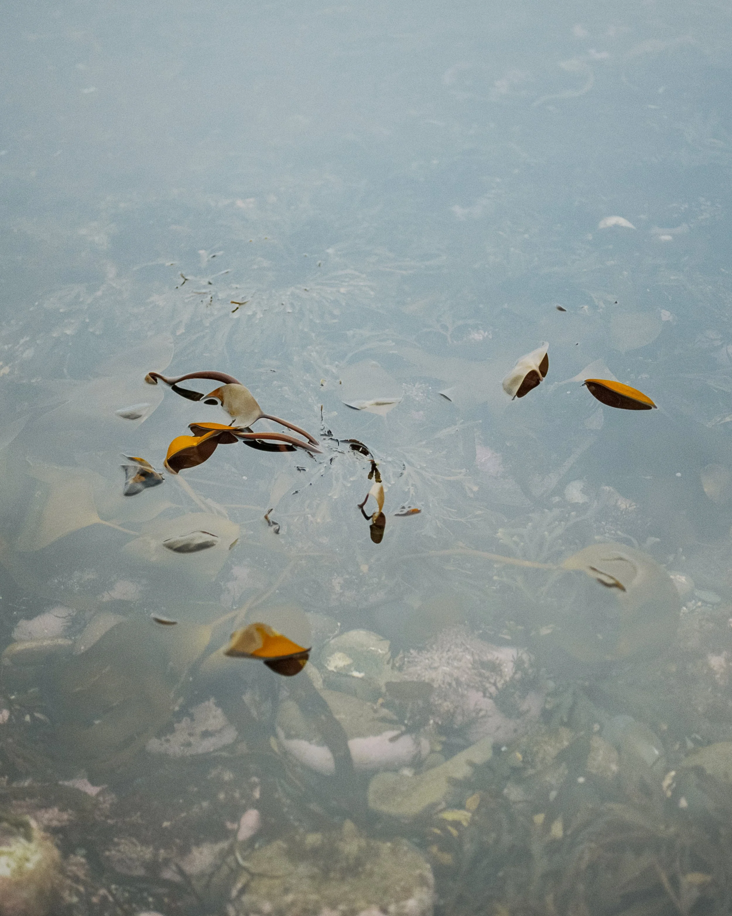 “A surprise low tide, if a low tide can come as a surprise” - Christina Riley
