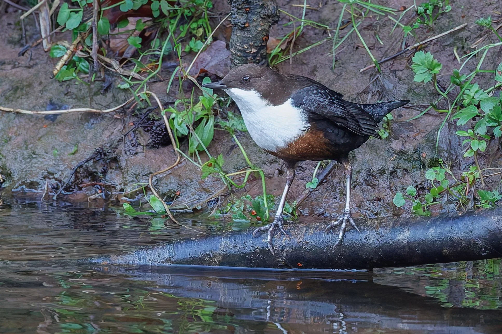 Dipper by Boquhan Burn, near Kippen -
Roger Stewart