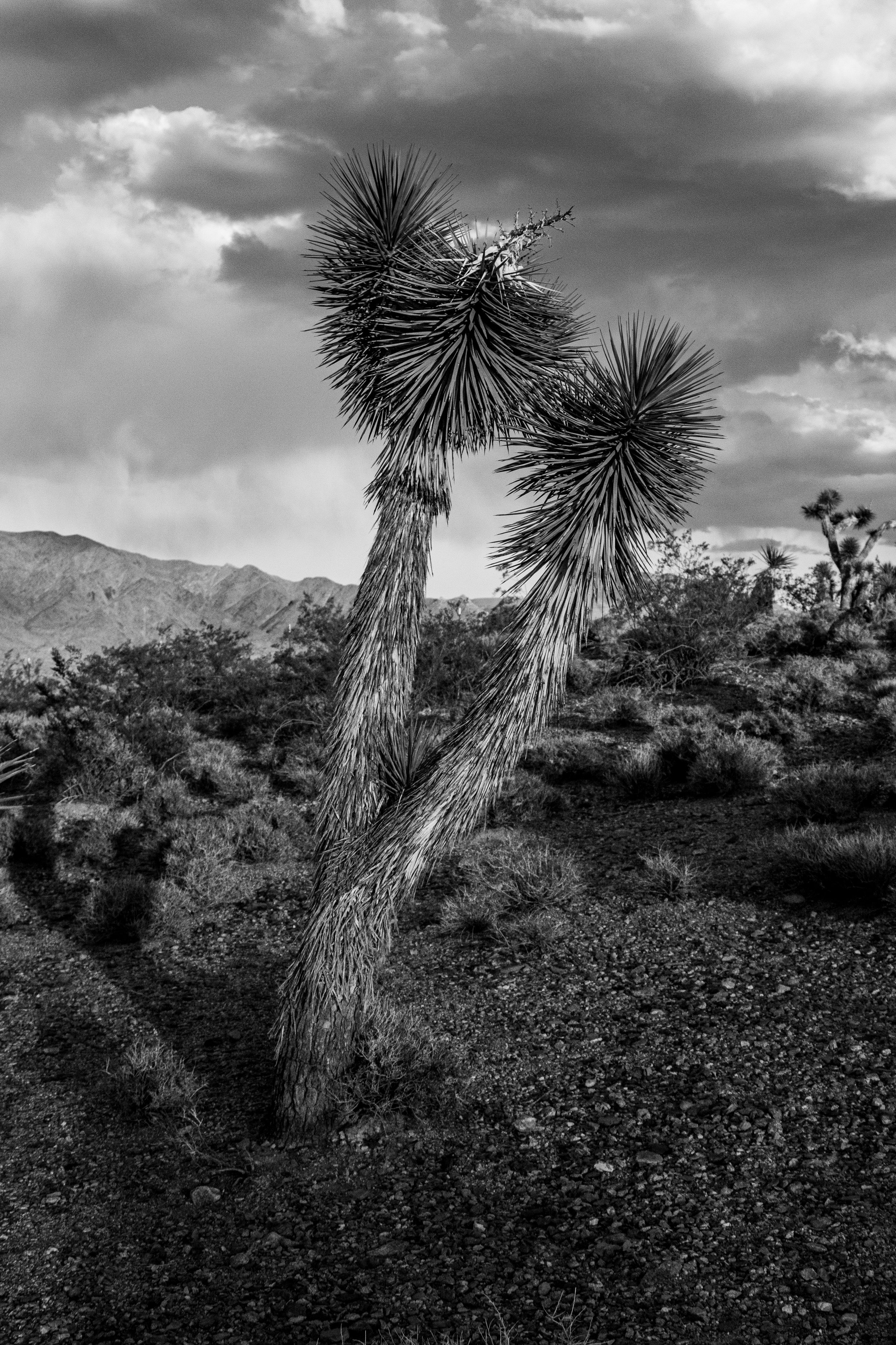 'Joshua Tree' by Iain Wright