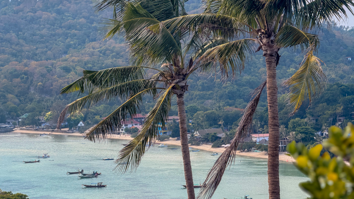 A zoomed in shot from a viewpoint shows a beach in a bay in Koh Tao, interrupted slightly by palm trees in the foreground.