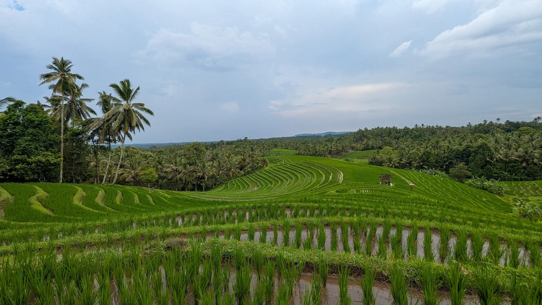 tabanan_ricefields_travelynne.jpg
