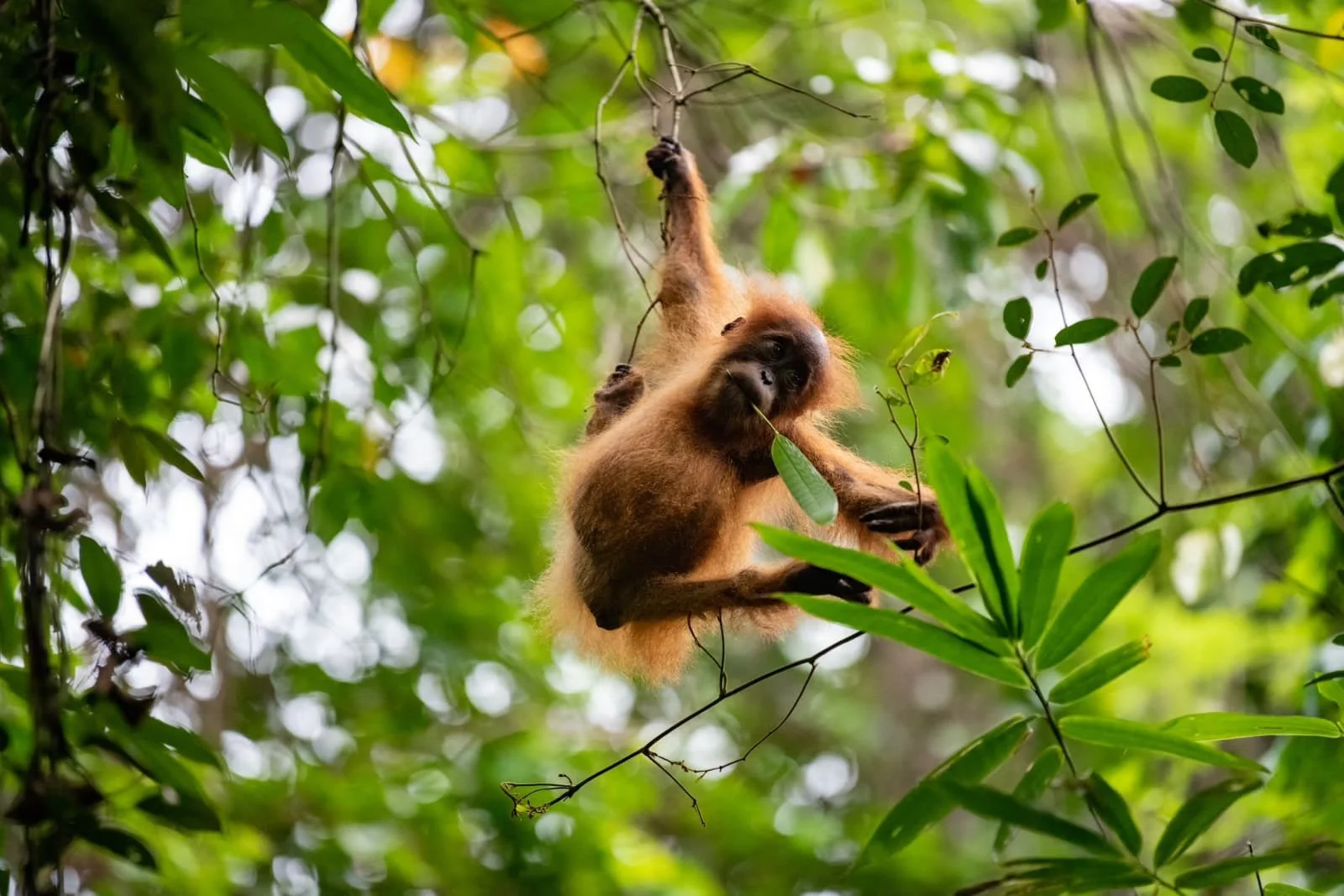 baby orangutan bukit luwang sumatra travelynne.jpeg