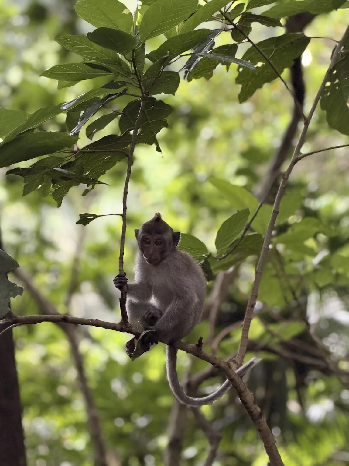 Ubud_Monkey_Forest_2.jpg
