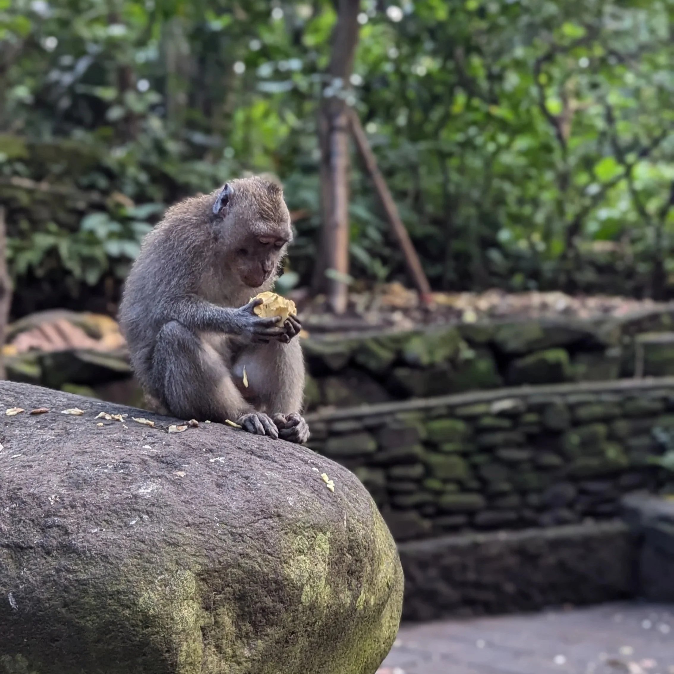 A monkey examines a piece of fruit in his hand while sitting on a rock in the Monkey Forest in Ubud