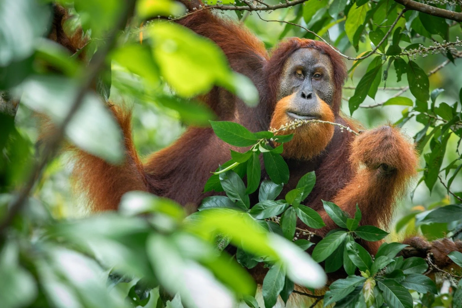 orangutan bukit lawang travelynne.jpeg