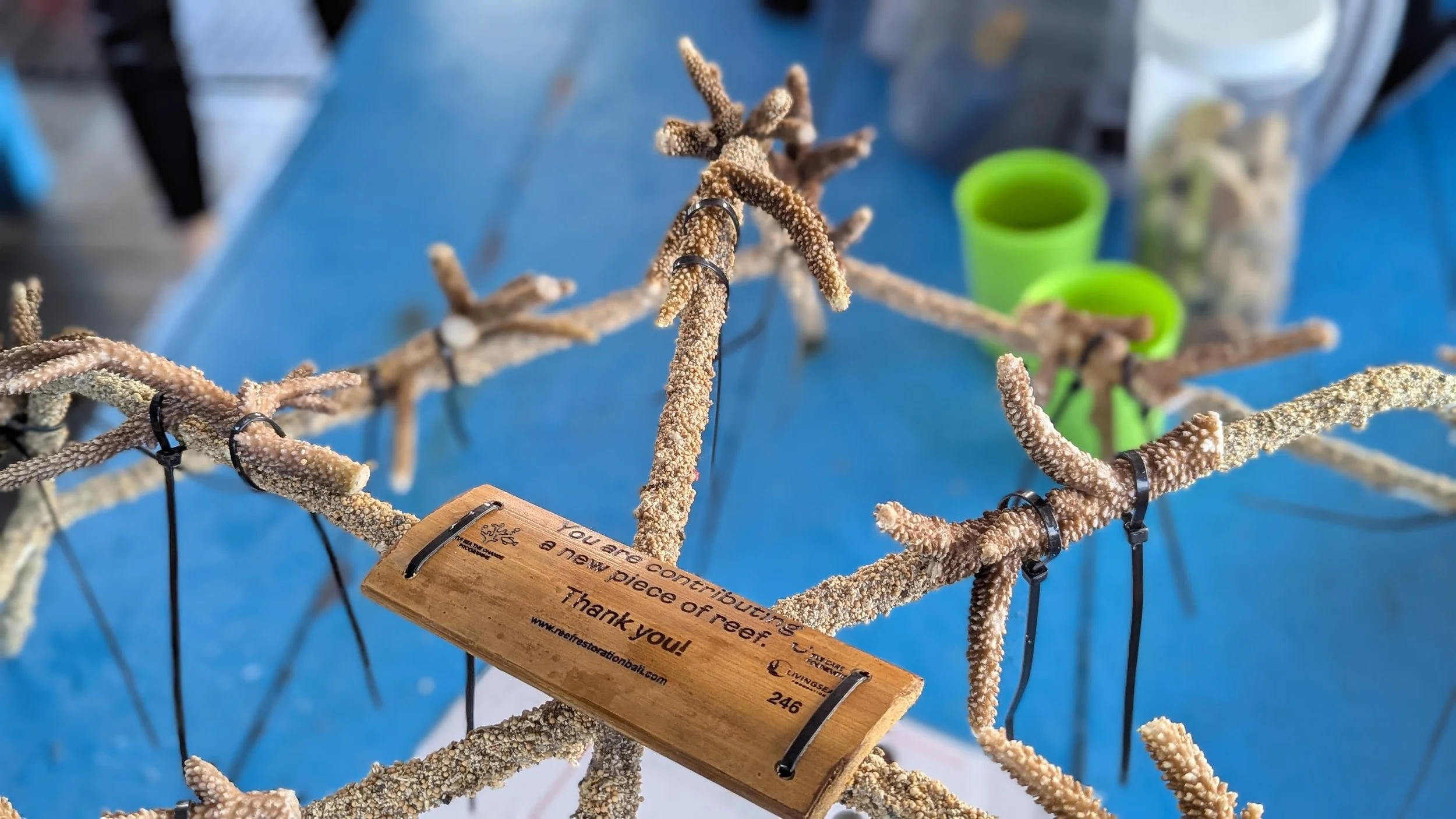 coral_planting_travelynne.jpg