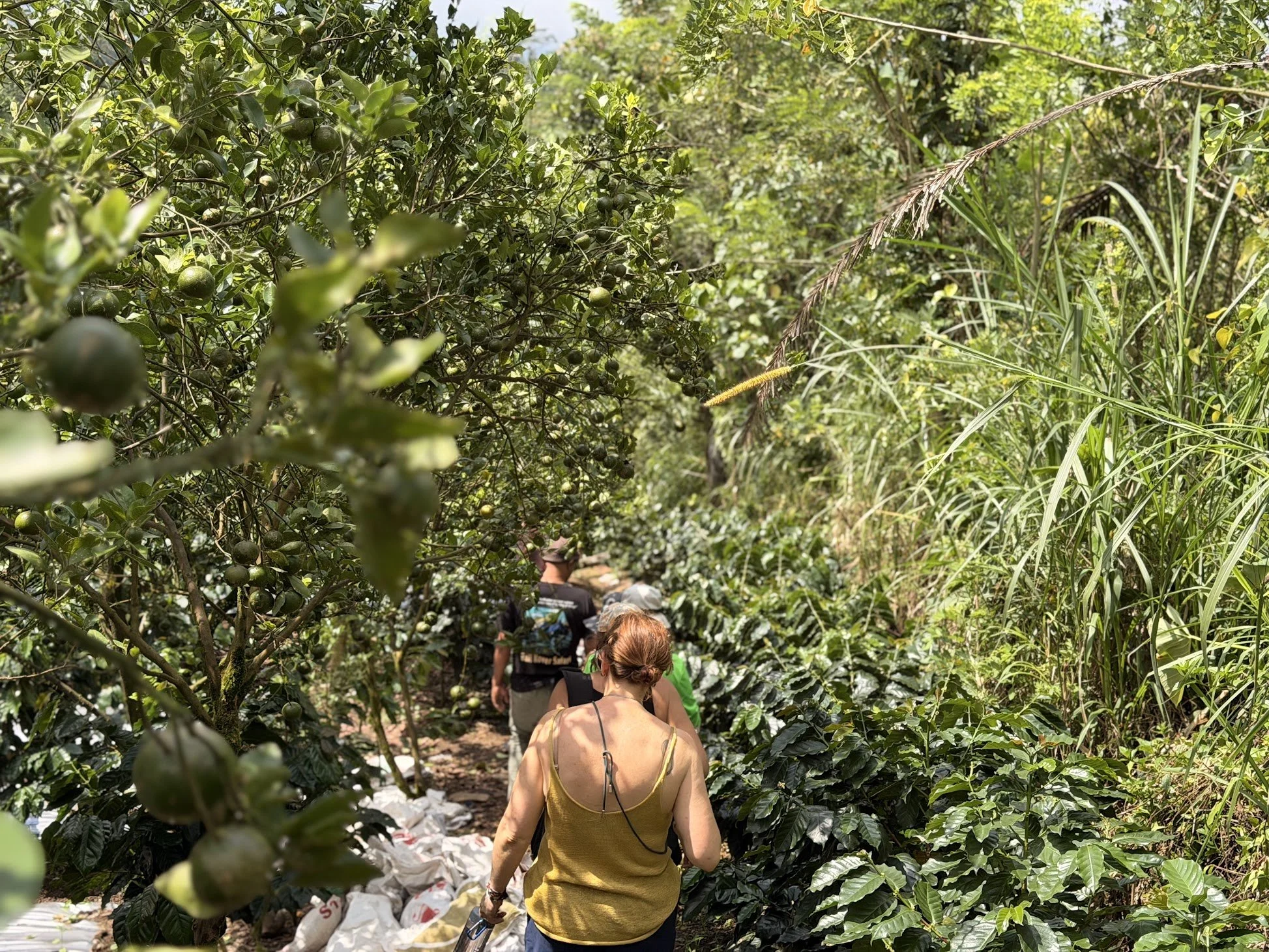 coffee_farm_bali_travelynne.jpg