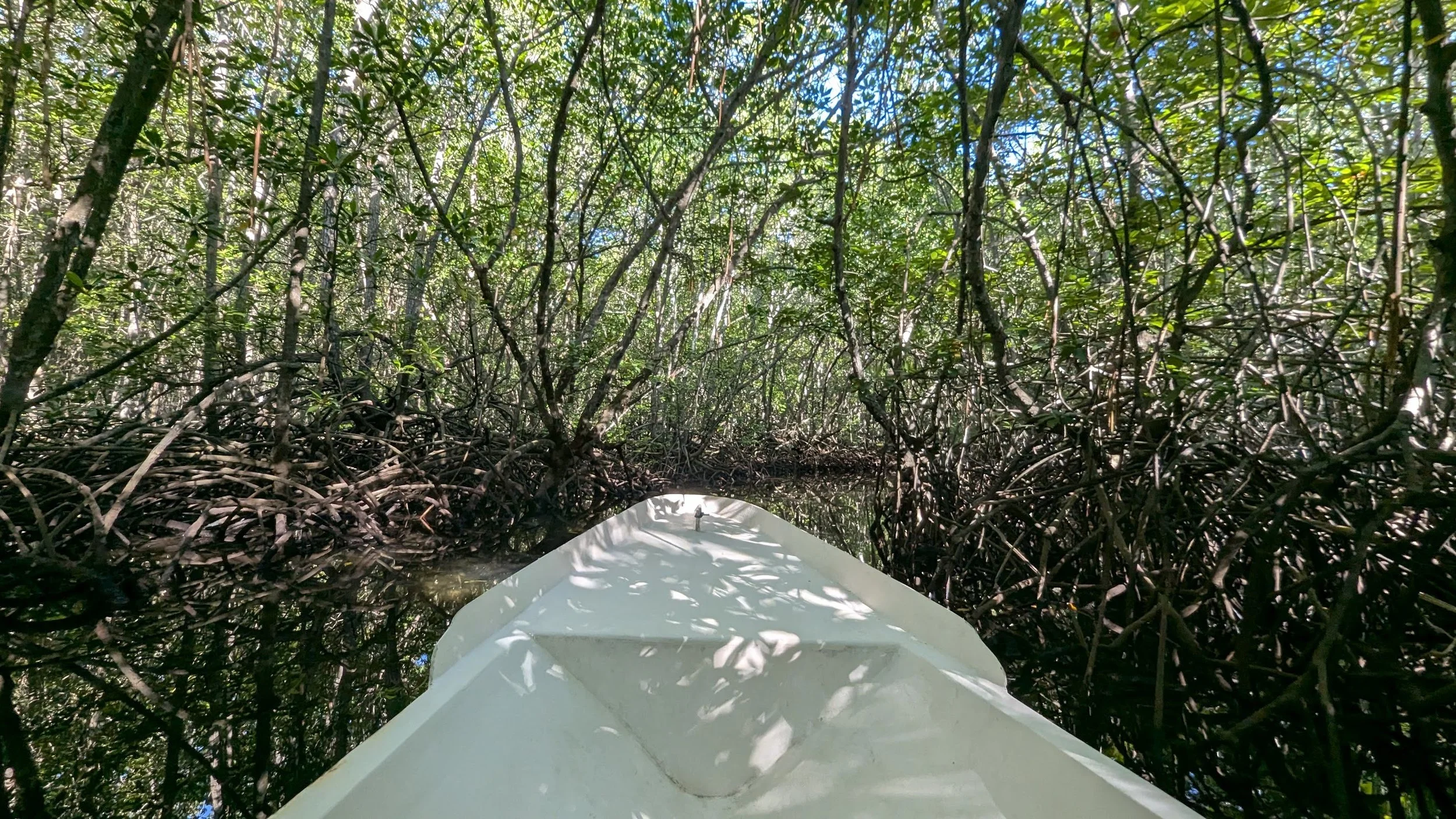 mangrove_tour_lembongan_travelynne.jpg