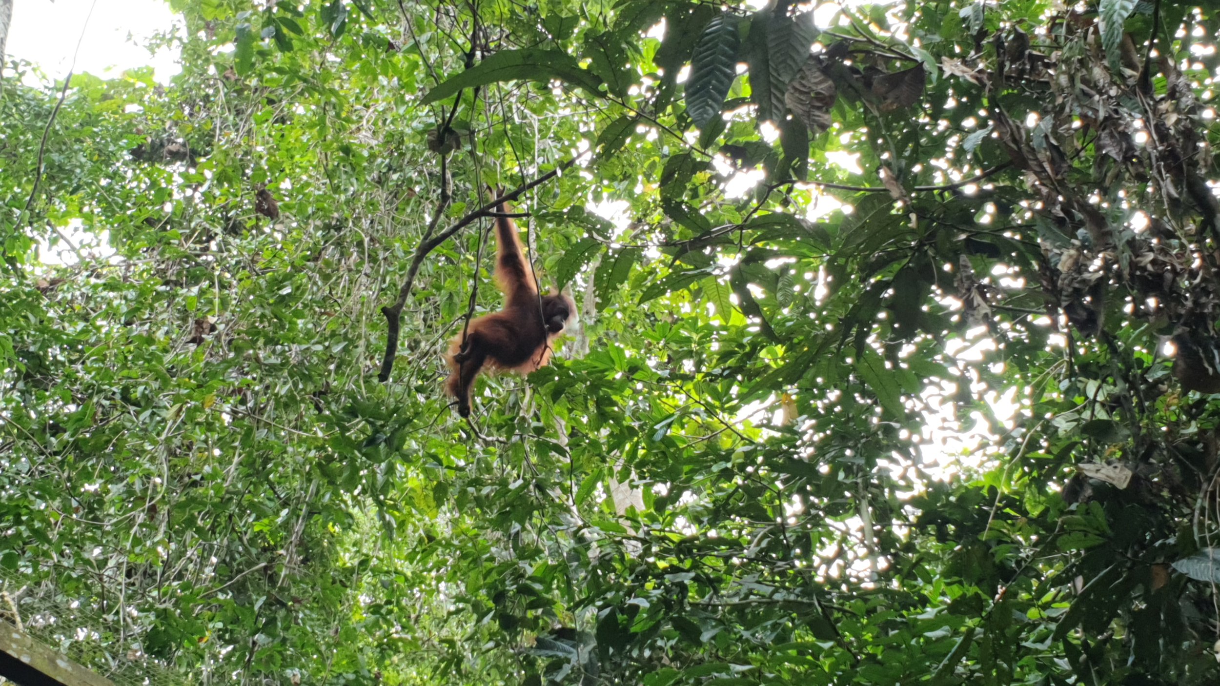 Sabah 8.jpg