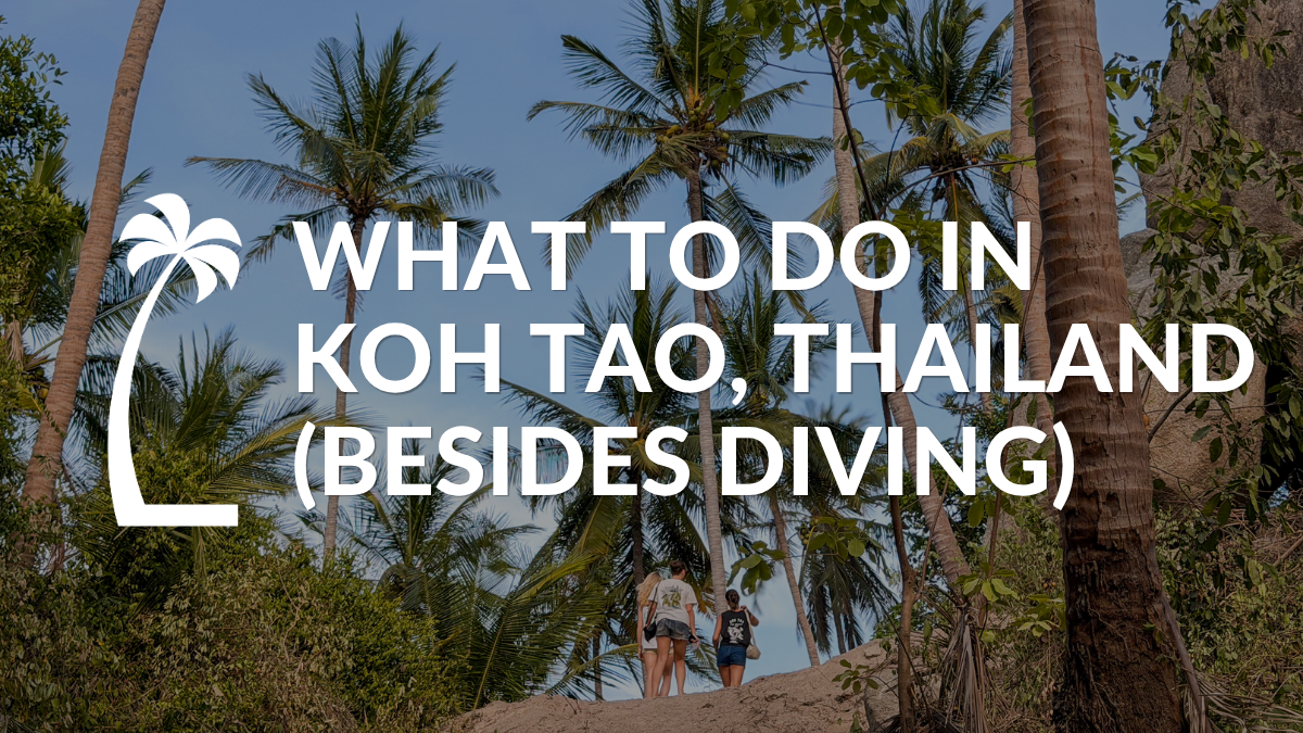 "What to do in Koh Tao, Thailand (Besides Diving") with a background of an uphill trail, palm trees and a blue sky