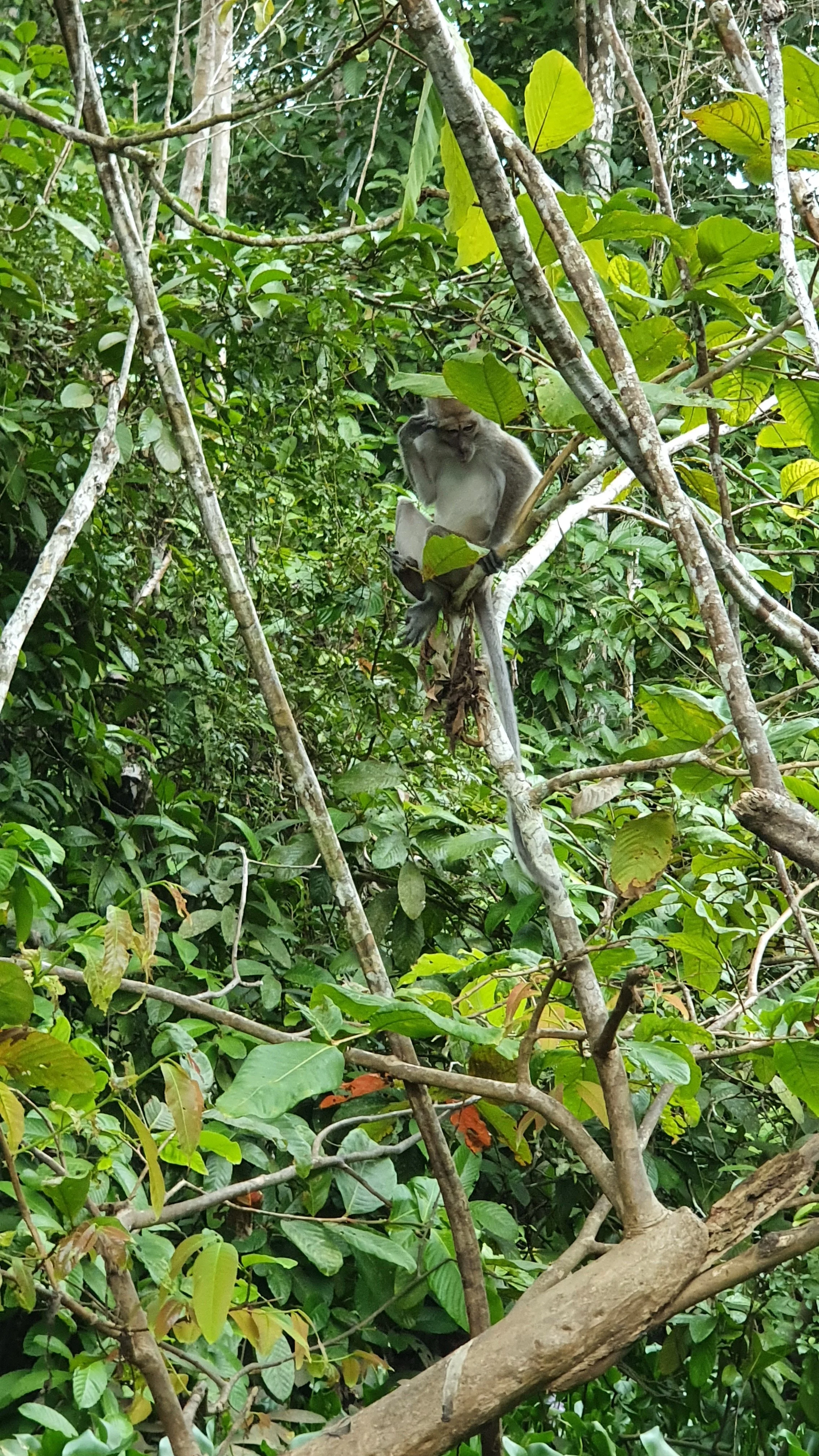 Sabah 3.jpg