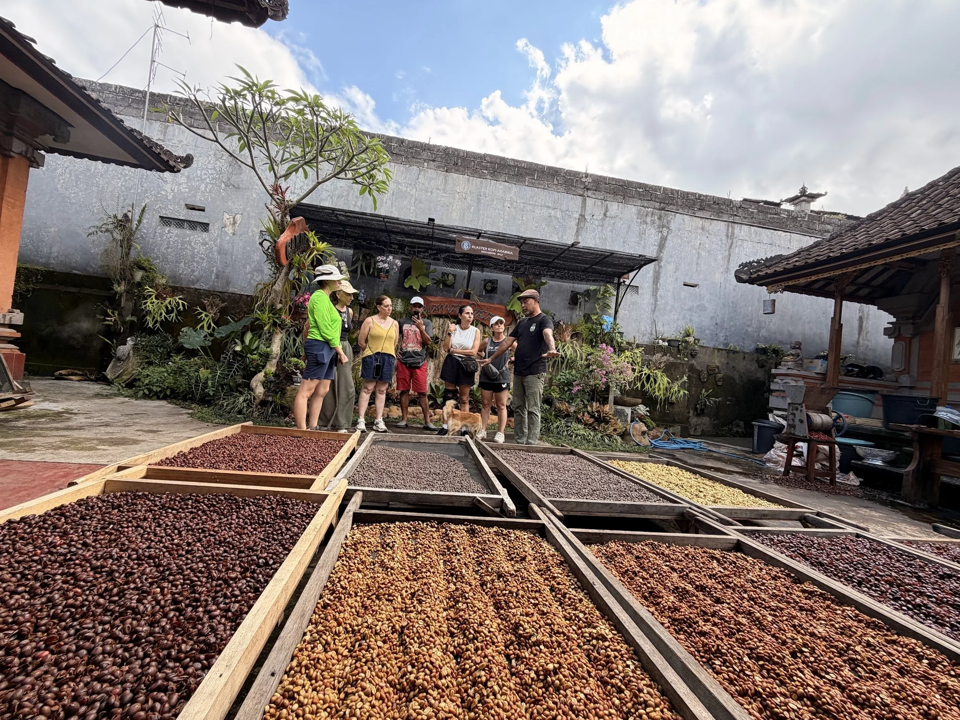coffee_processor_bali_travelynne.jpg
