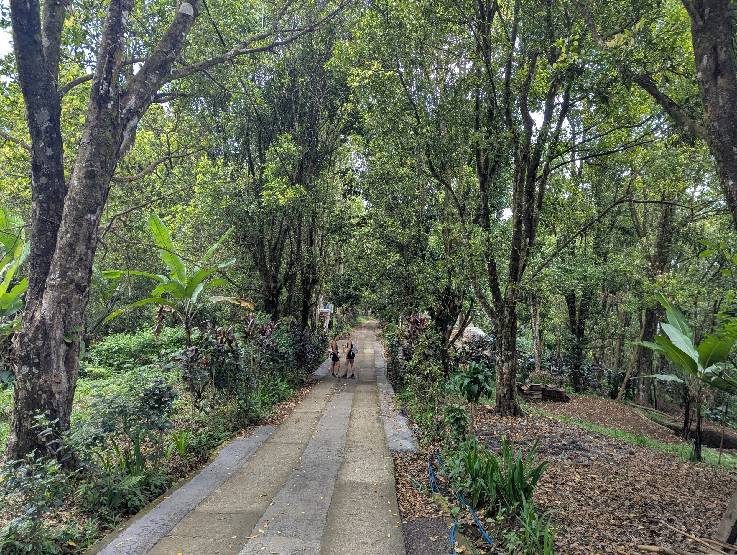 A concrete path leads through the forest down to Labuan Kebo Waterfall in Munduk, Bali