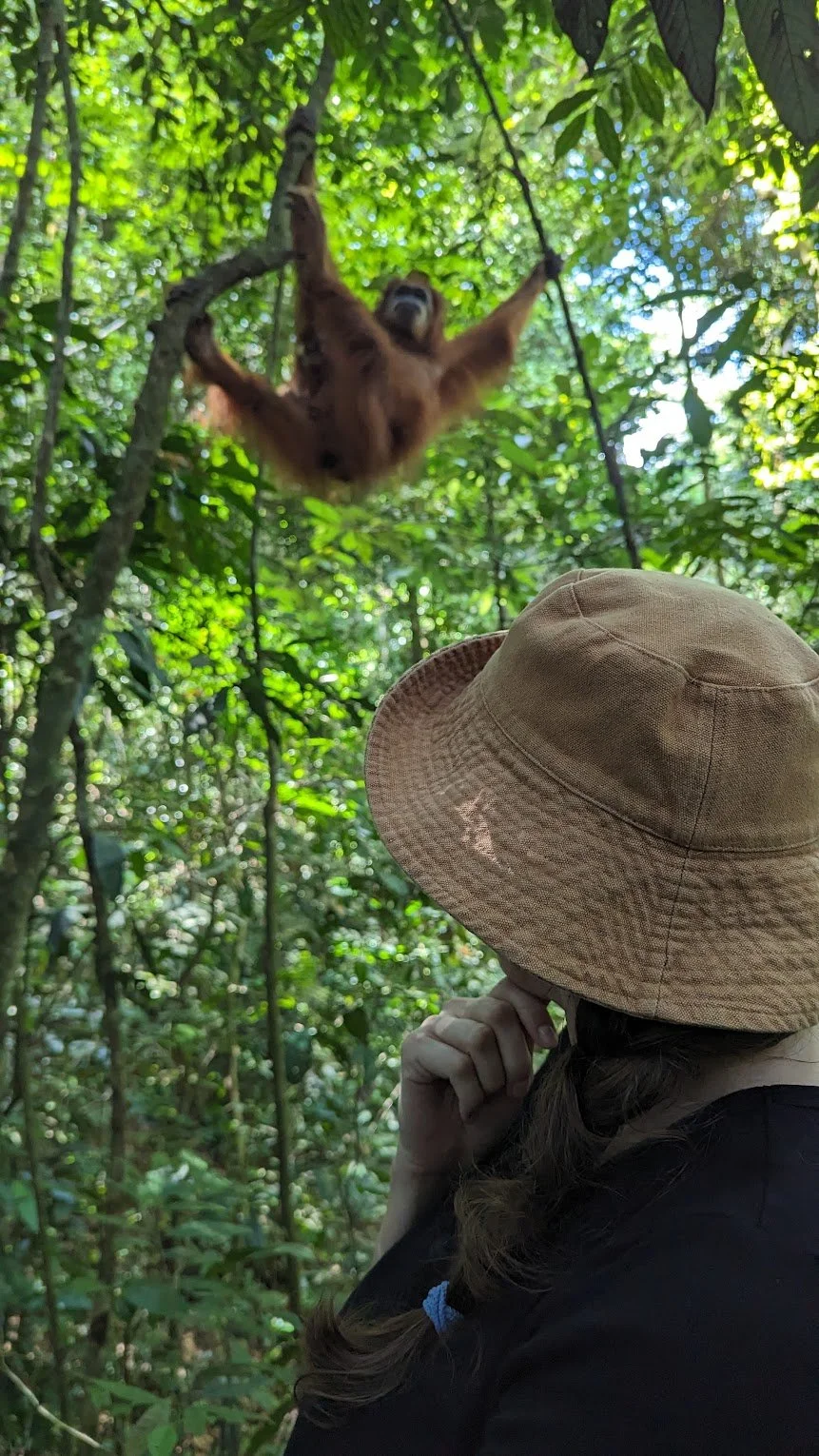 orangutan viewing bukit lawang travelynne.jpg