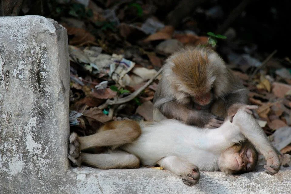 Kathmandu - Monkey Temple 6.jpg