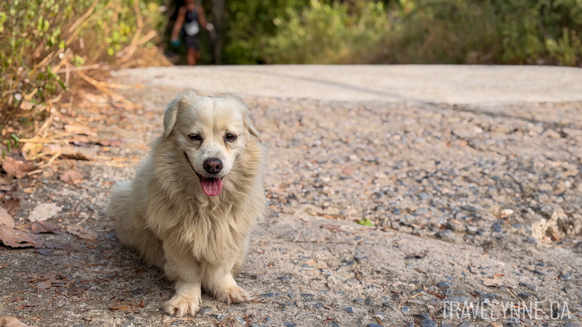A small fluffy dog sits posing for the camera on a concrete trail leading up to the John-Suwan Viewpoint in Koh Tao, Thailand.