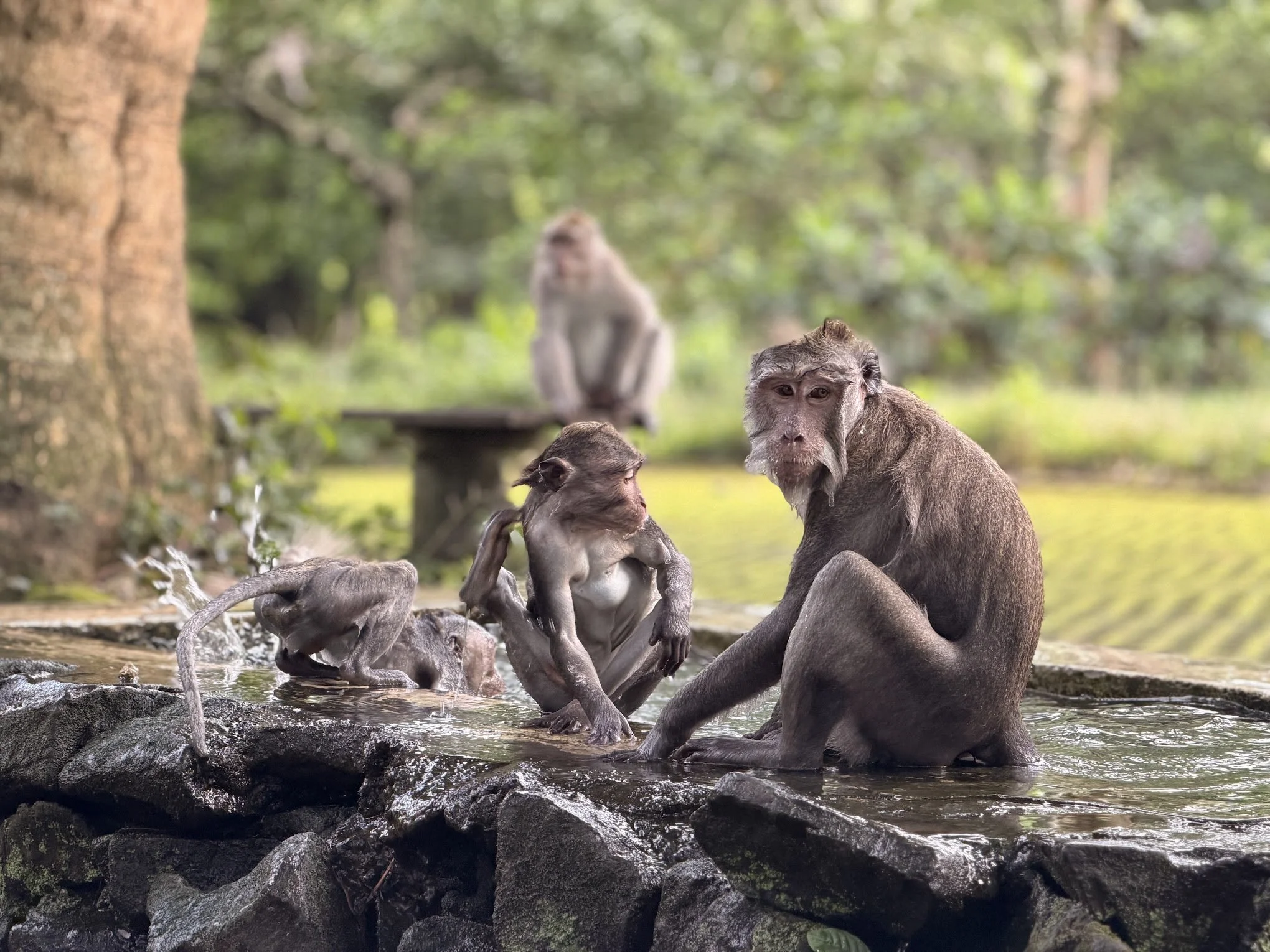 Rooted in Bali: Discover the Soul of Ubud & Bangli (4D3N)