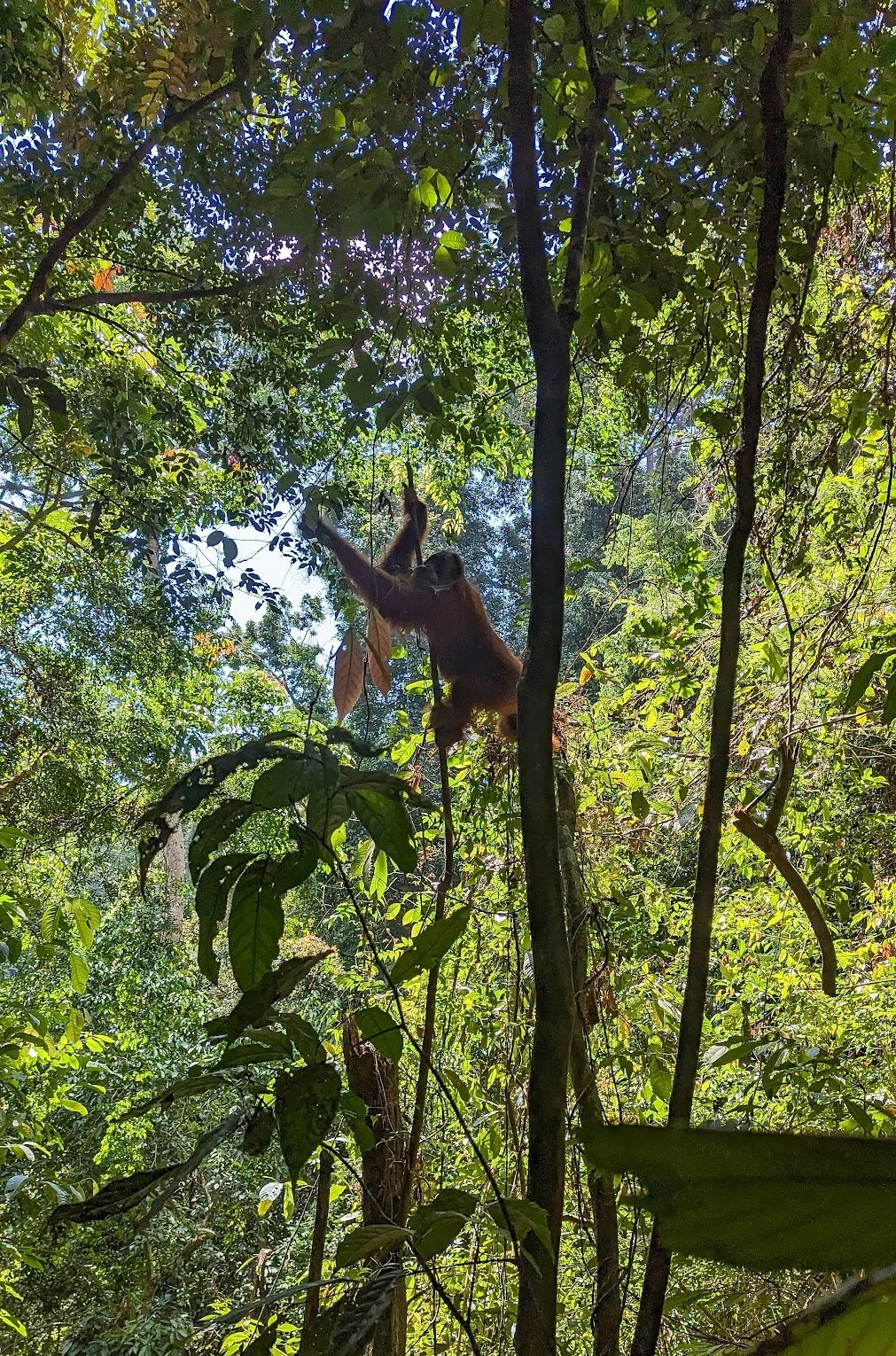 Bukit Luwang Orangutan Sumatra.jpg