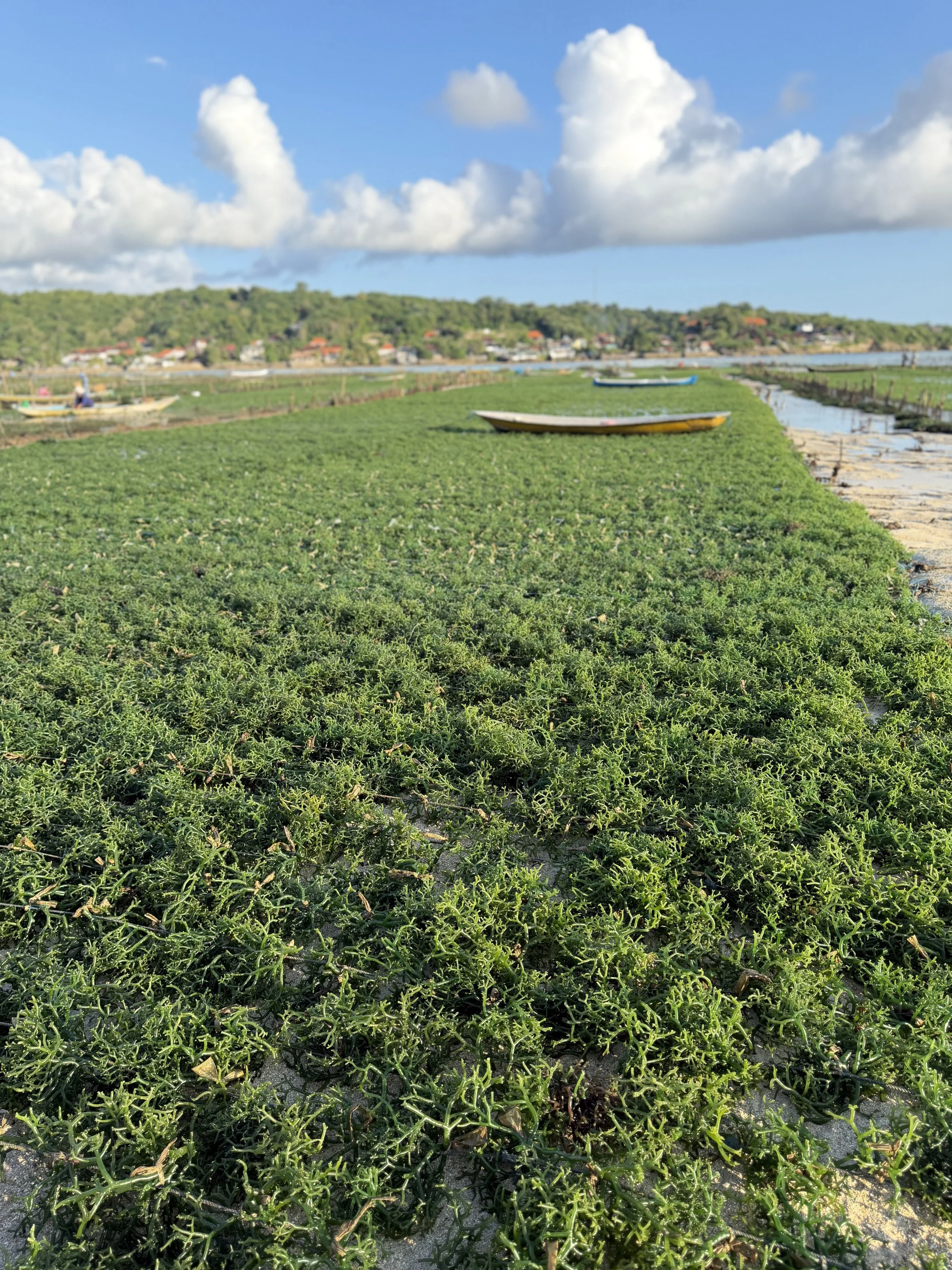 nusa_lembongan_seaweed_farm_2_travelynne.jpg