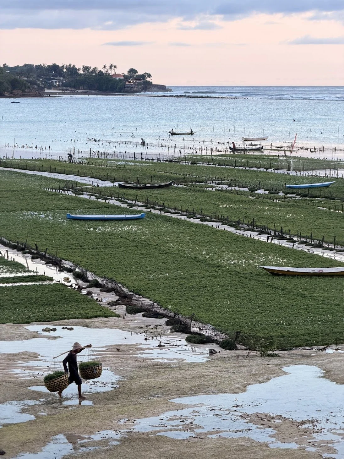 nusa_lembongan_seaweed_farm_4_travelynne.jpg