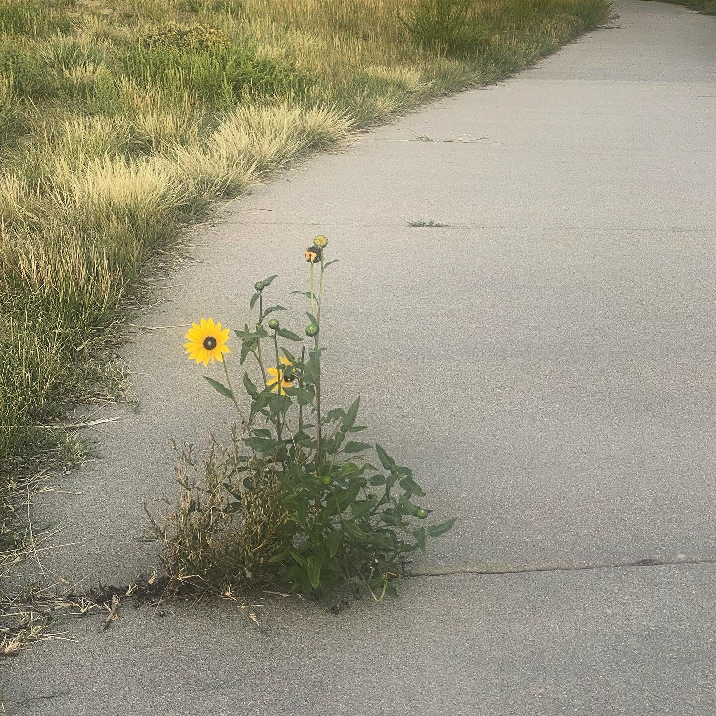 Do you think this wild flower asked permission before is sprouted here? Do you think it doubted its ability to bloom knowing there were difficult barriers to break through?
Do you think this flower worried about being an inconvenience for where it ro