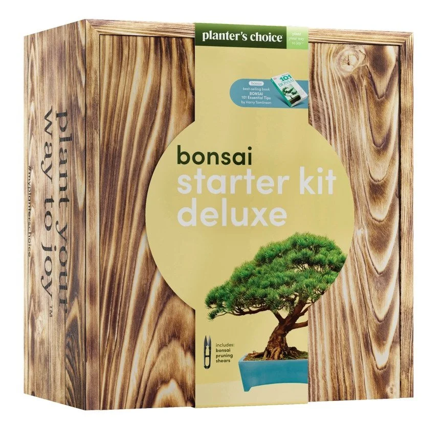 how to grow bonsai tree from seed Grow Your Own Bonsai Starter Kit – Grow Buddha main image 0