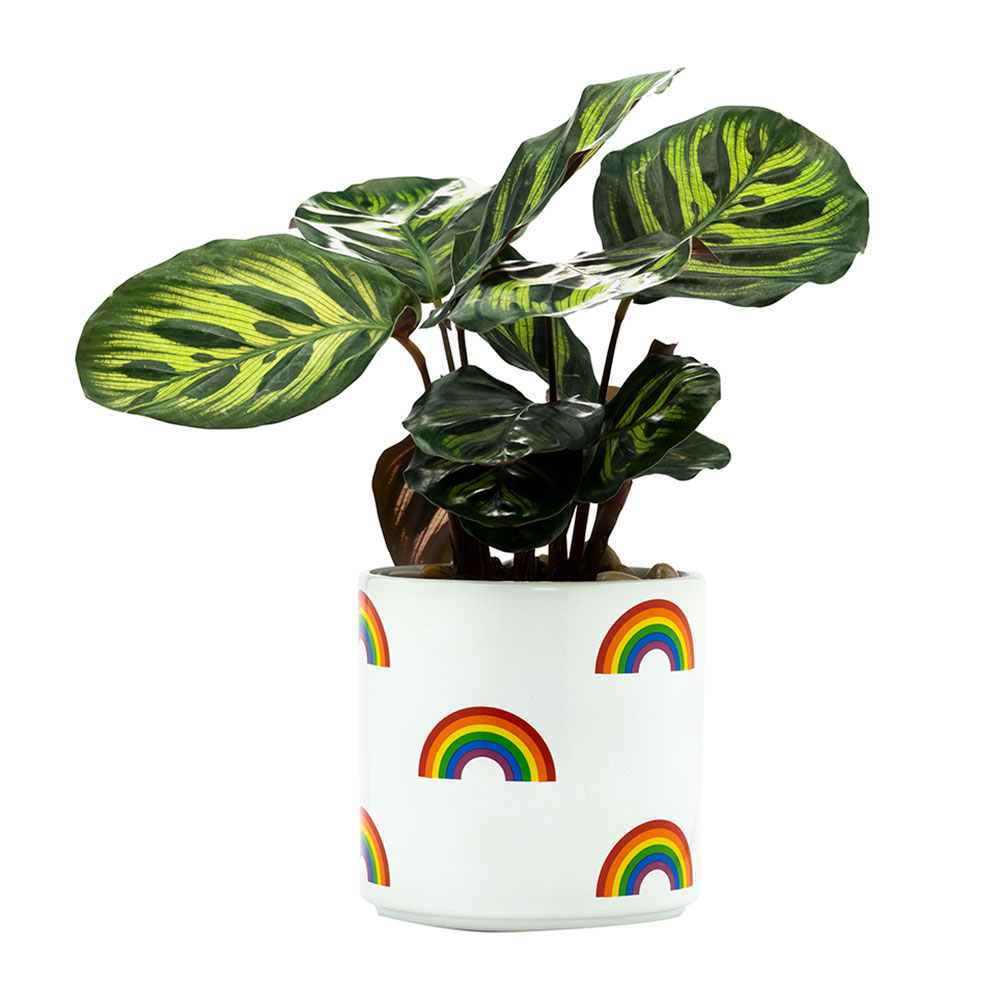 jade plant soil Dwarf Jade Plant  SoulFire Farm