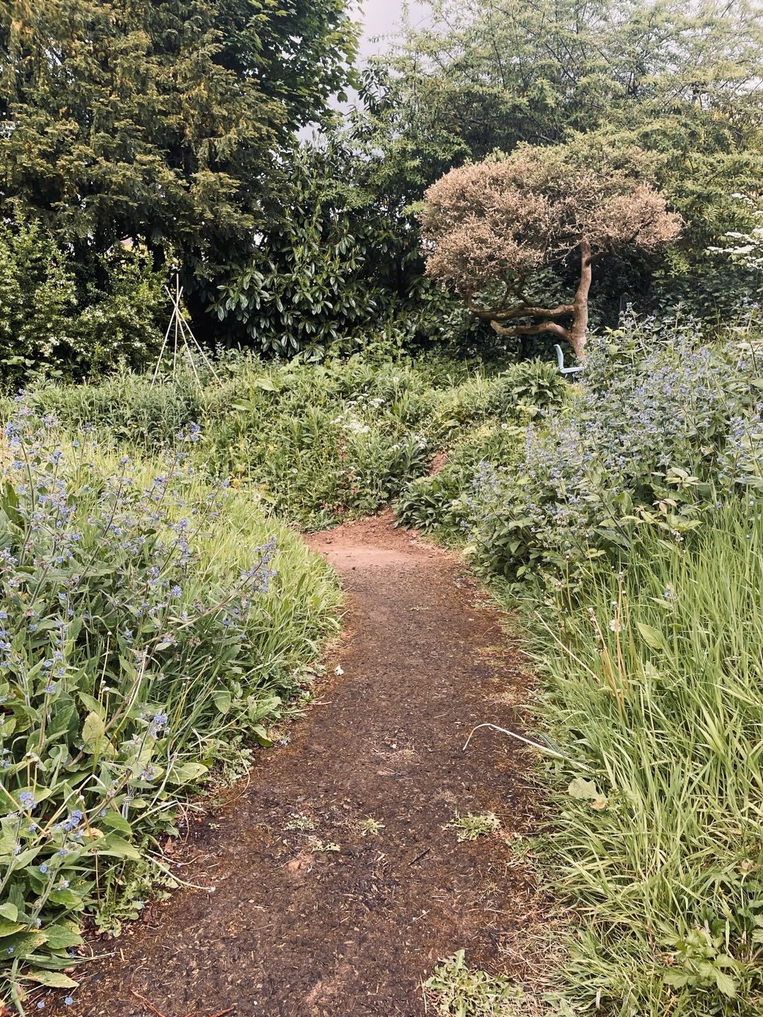 Lovely day for a wander round our lovely church/nursery garden. For the doubters: yes, it IS kept wild in places on purpose 😁 

We hope everyone out there is having a good day and week 🙏

#wildgarden #surreyhills #haveagoodweek