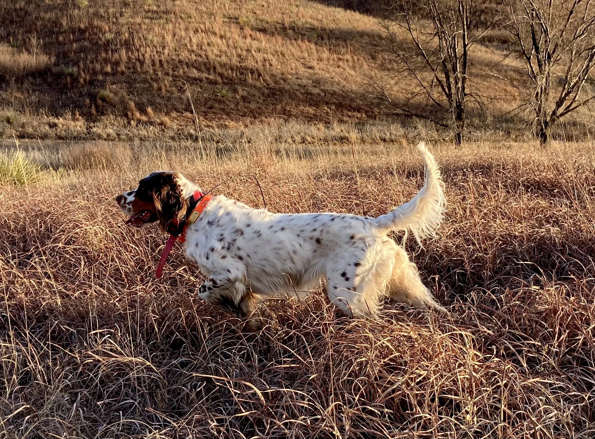 15 - Jolene Pointing.jpg