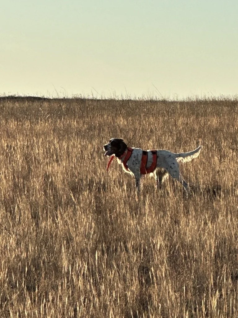 7D05D89F-1B5E-4375-8F35-DEE49CBDC913_1_105_c.jpeg