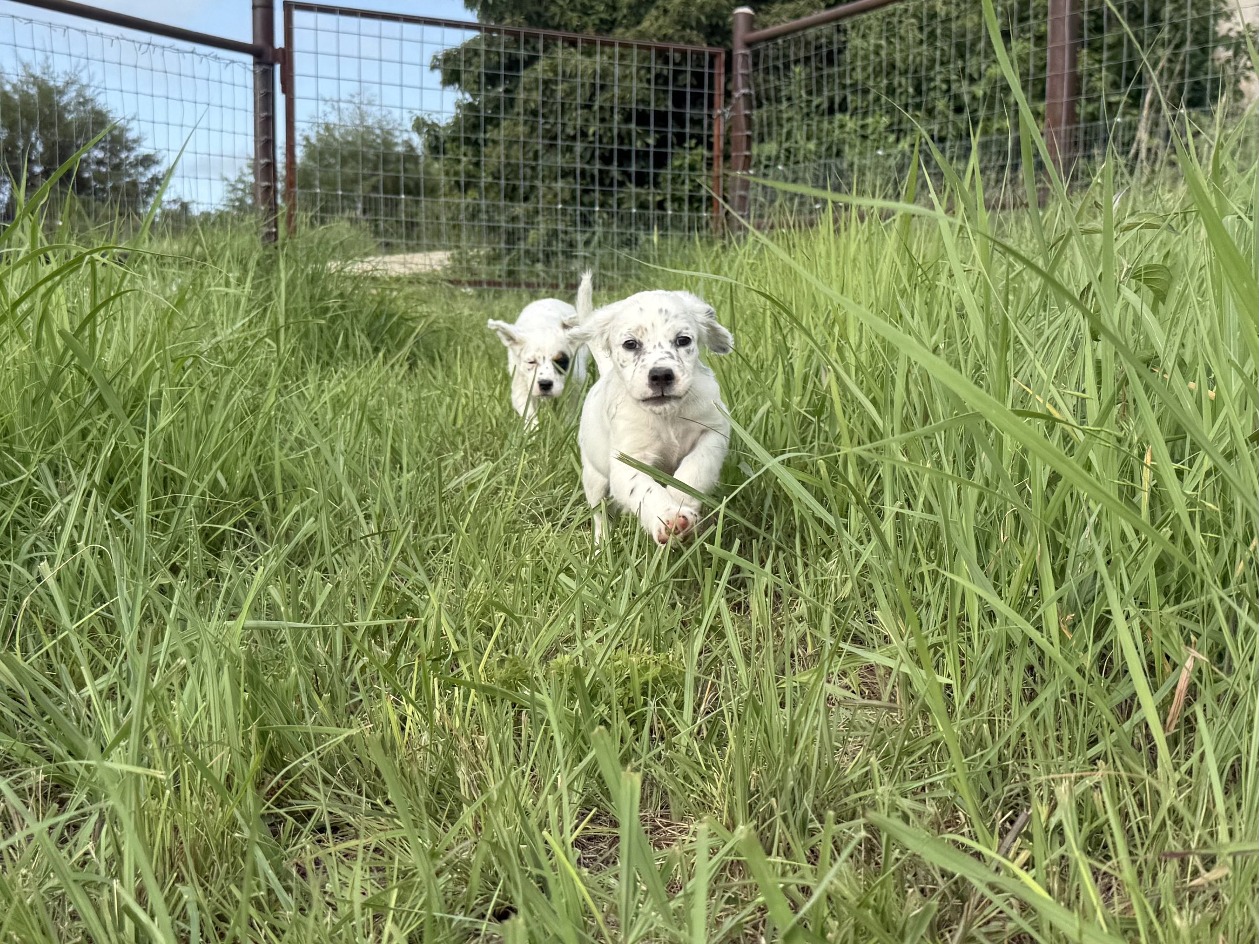IMG_2836.jpeg