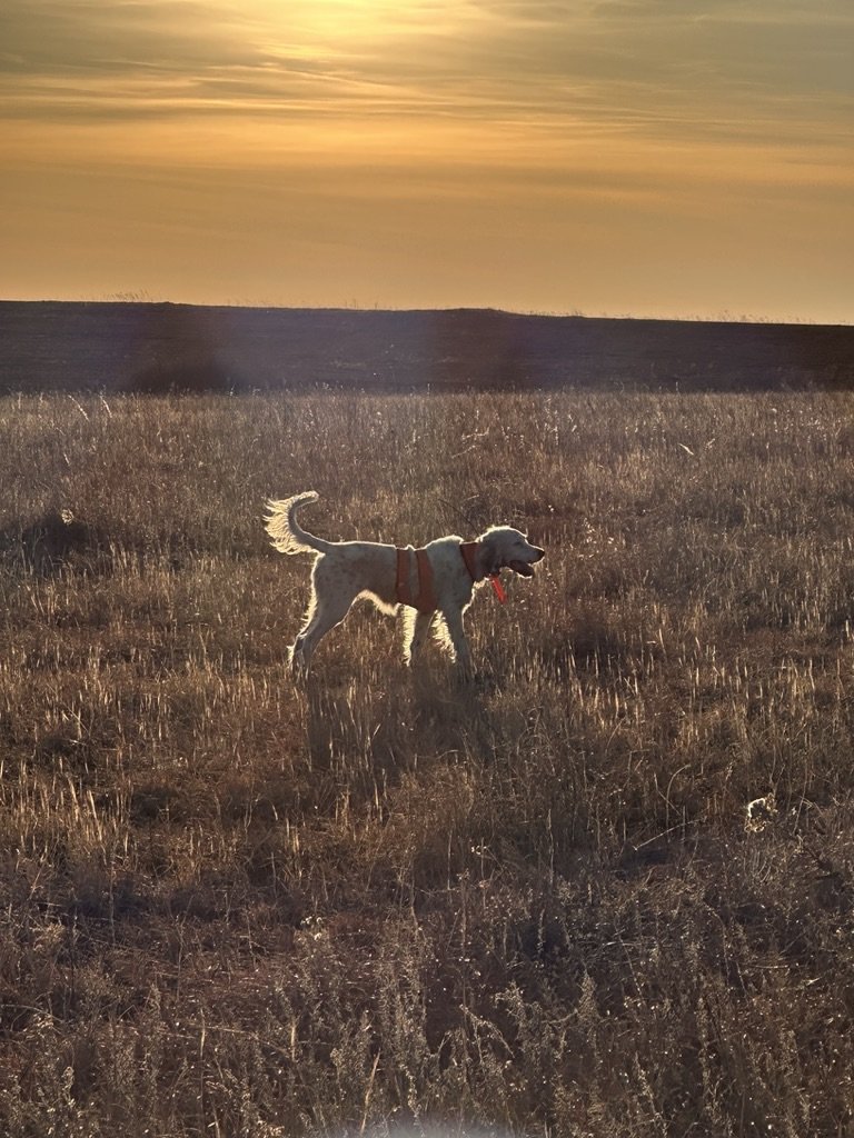 84F0C65B-86C9-4383-B0B8-401E49817D1C_1_105_c.jpeg