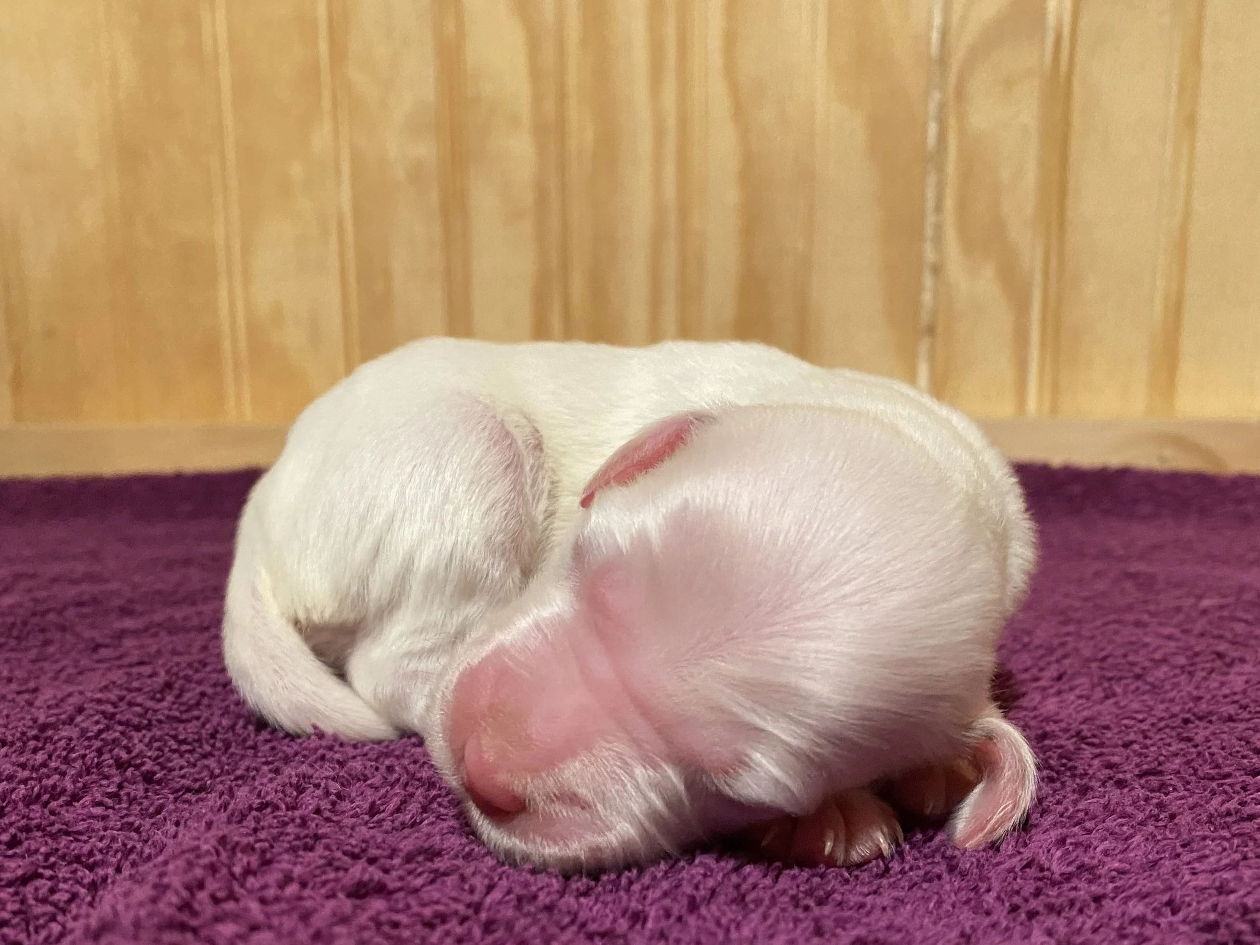 Delilah 6.jpg