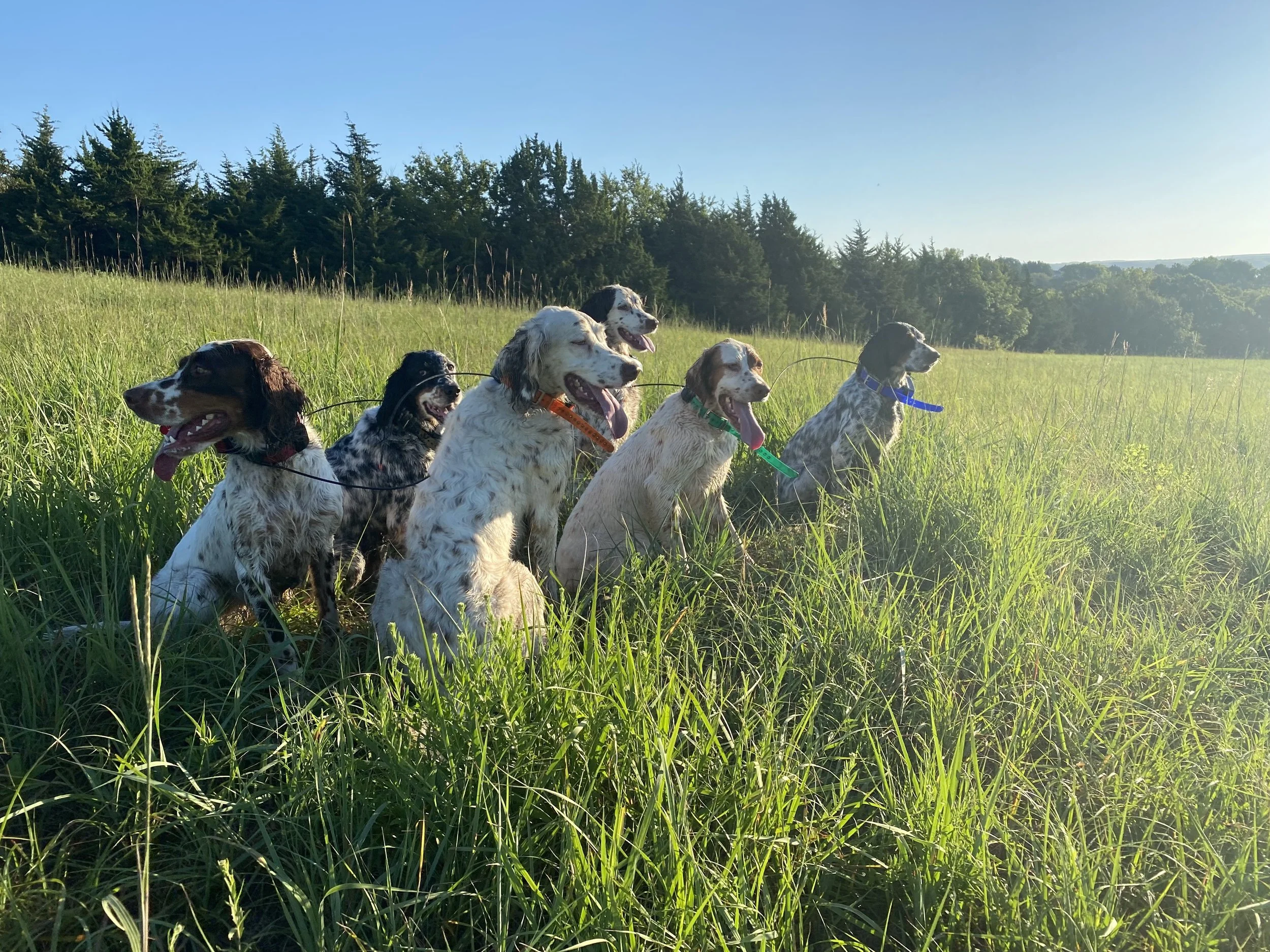 Magnificent Six.jpg