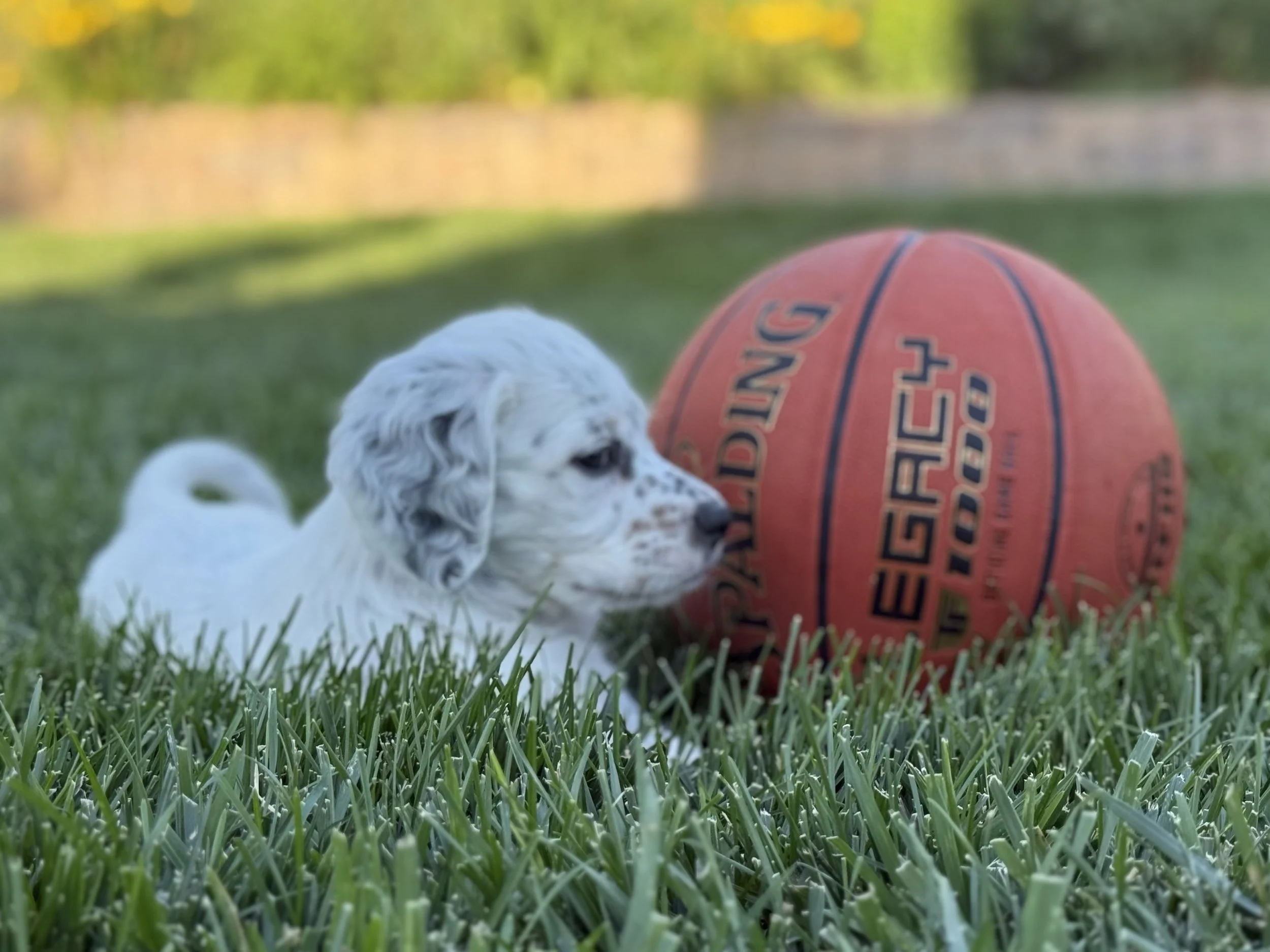 IMG_2601.jpeg