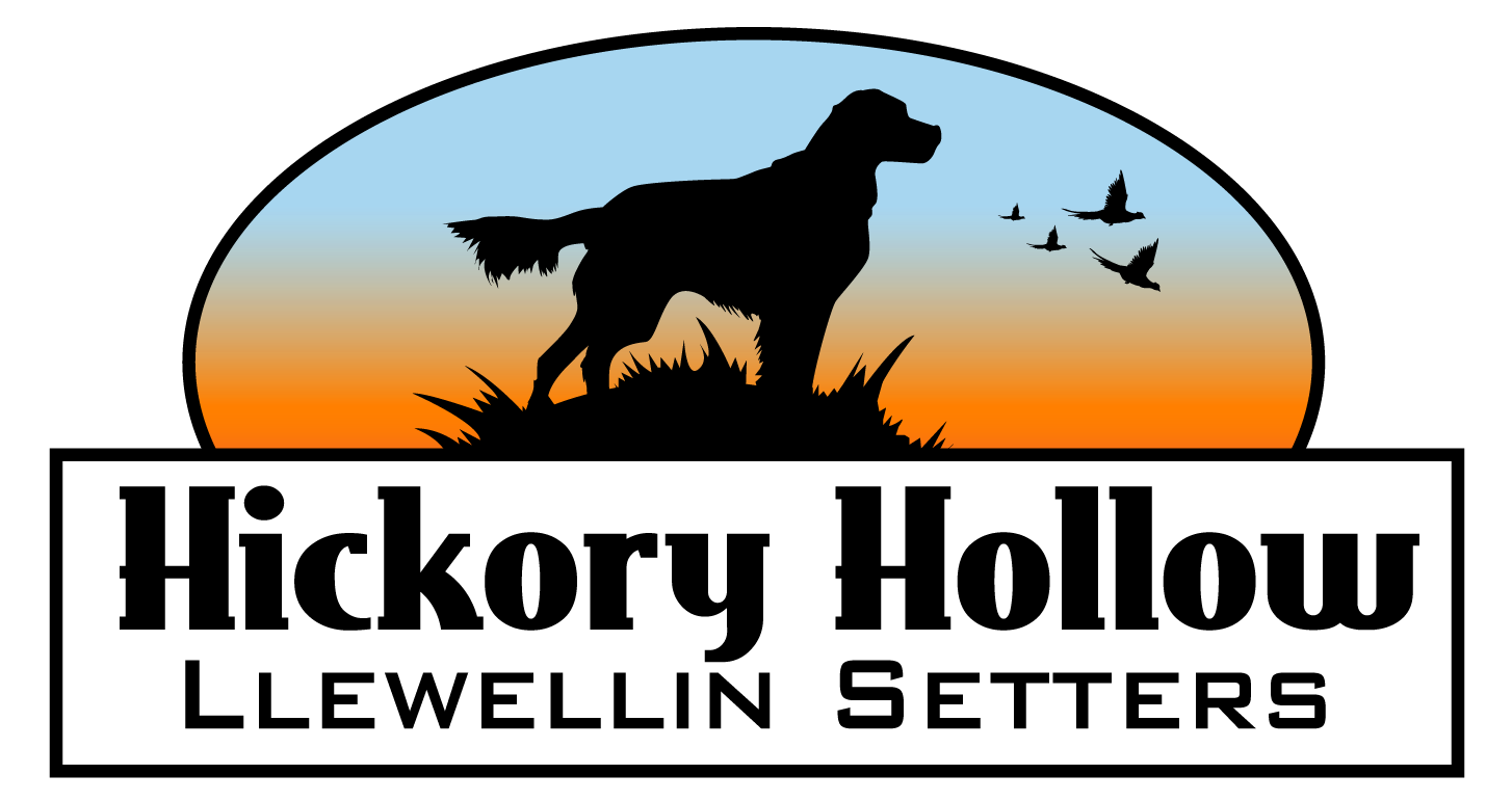 Hickory Hollow Llewellins