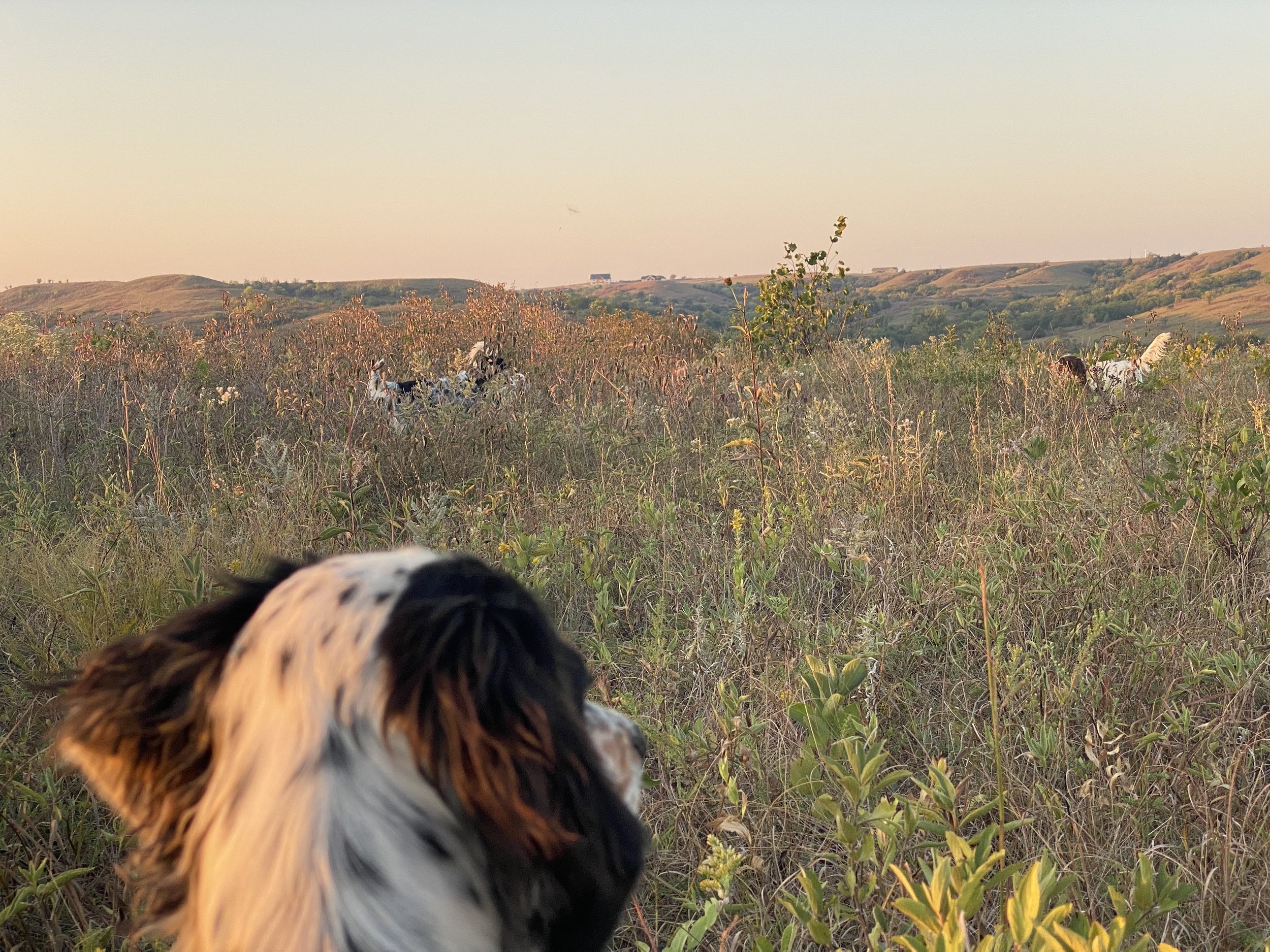 31 - Ruby honoring.jpg