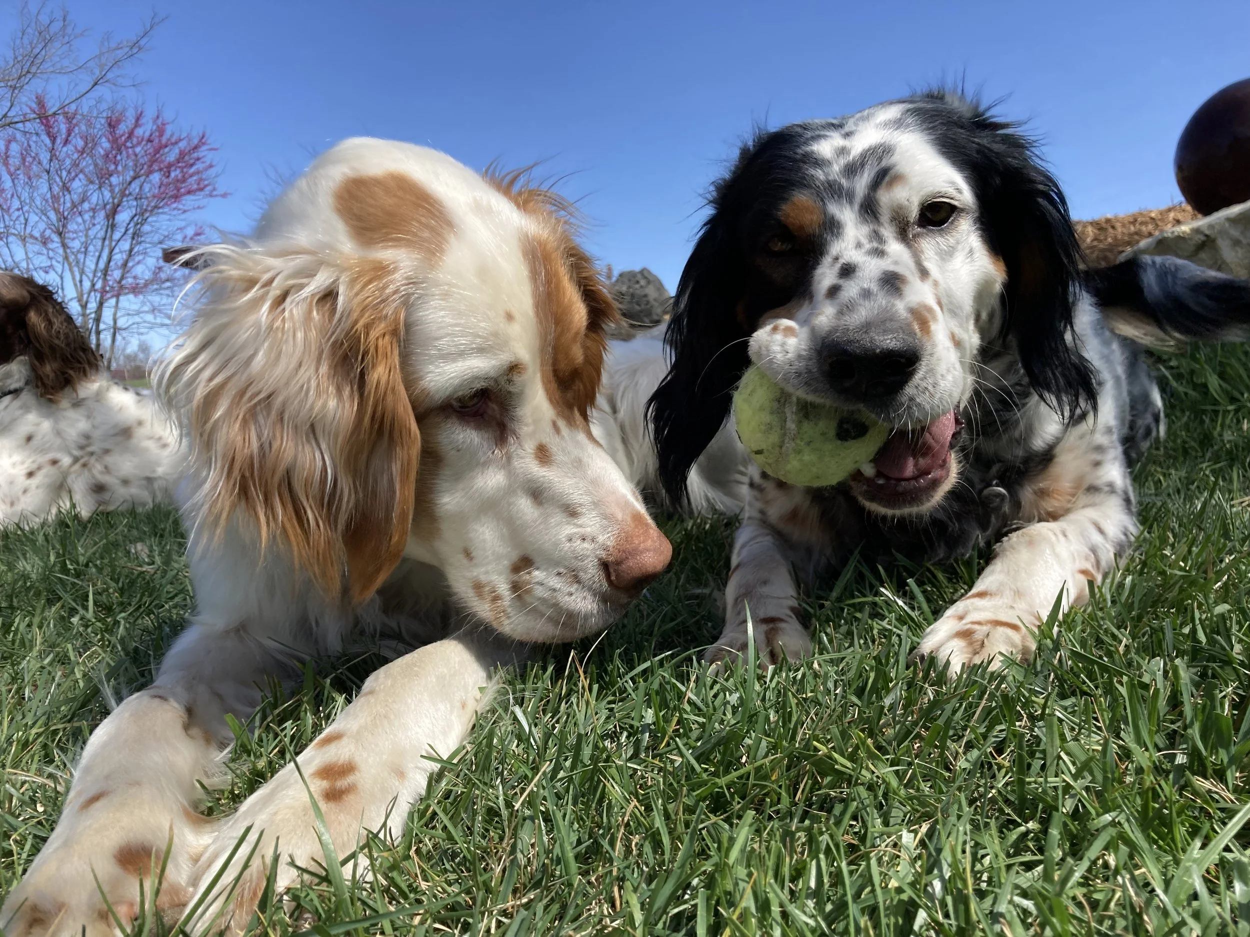 Setter Dog Breed Royal Llewellin Setters Mountain View Llewellin