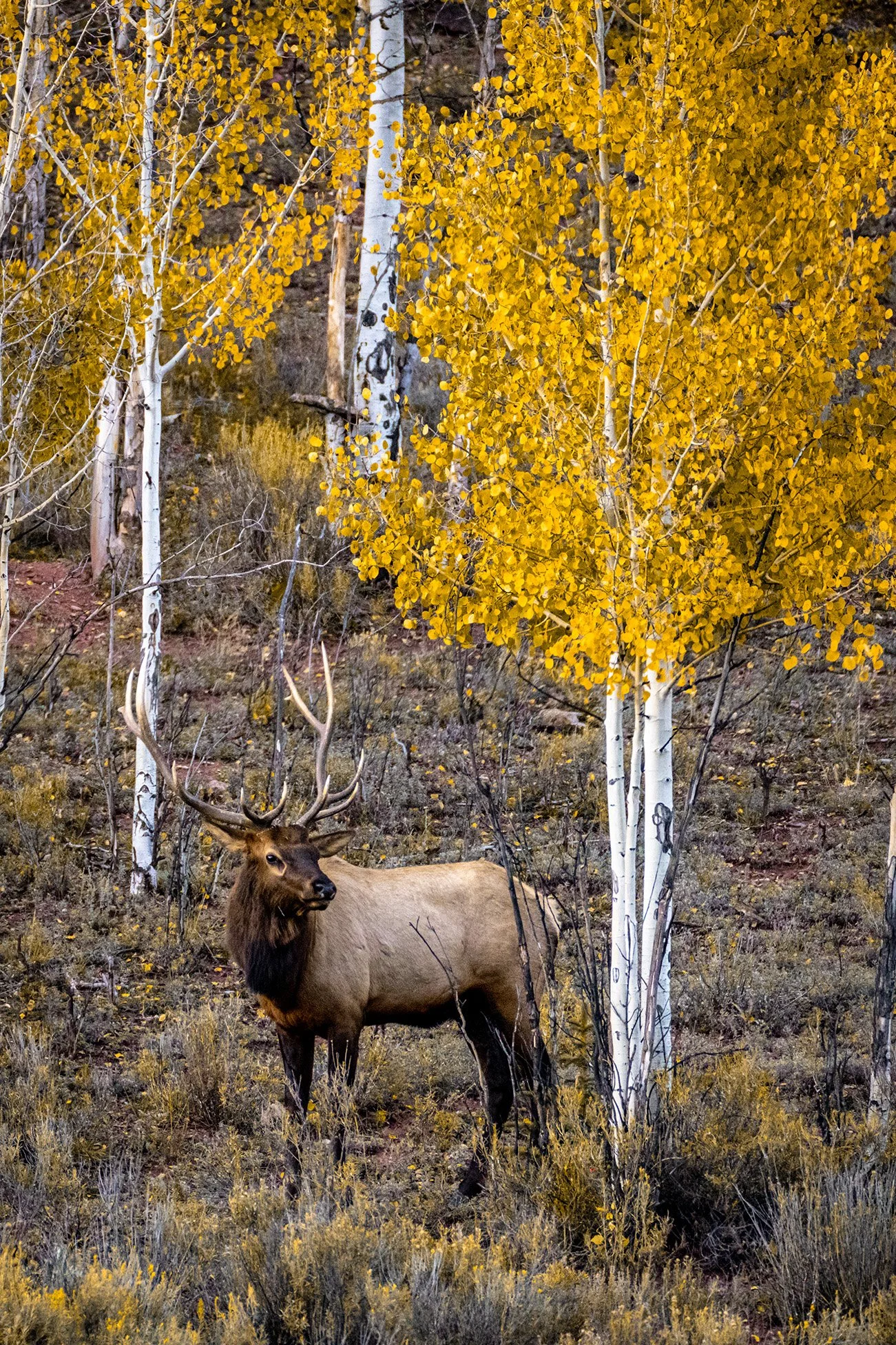 Posing Elk with Golden Aspens